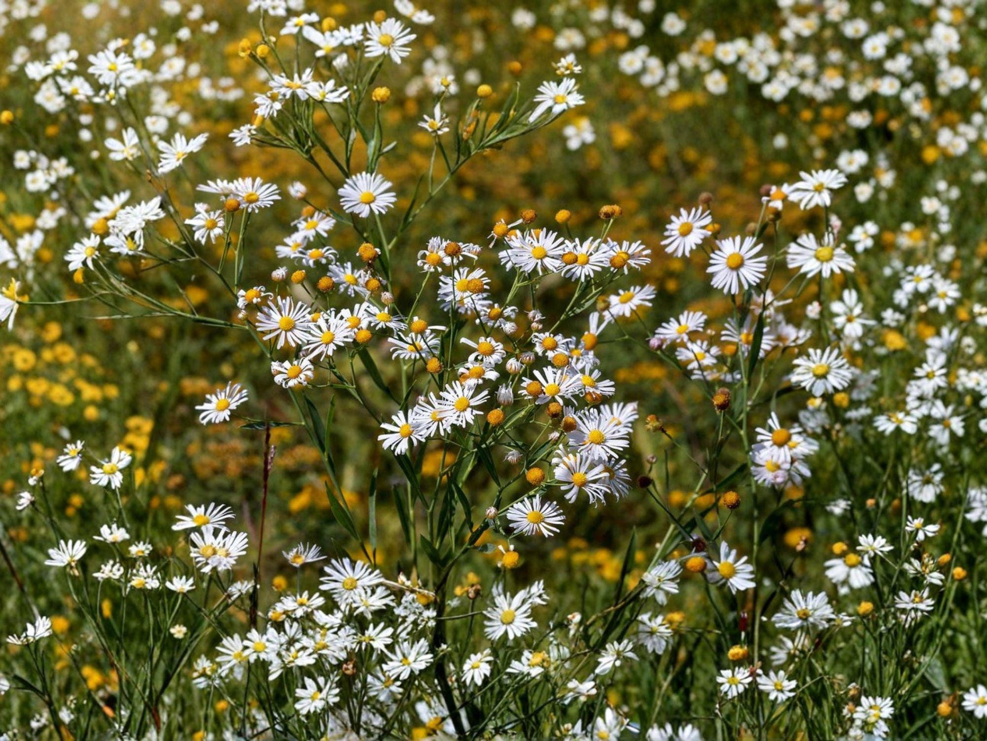 False Aster Seeds, Boltonia asteroides, Native Perennial Wildflower for Pollinator Gardens, Meadow, Rain Garden, 500 Seeds