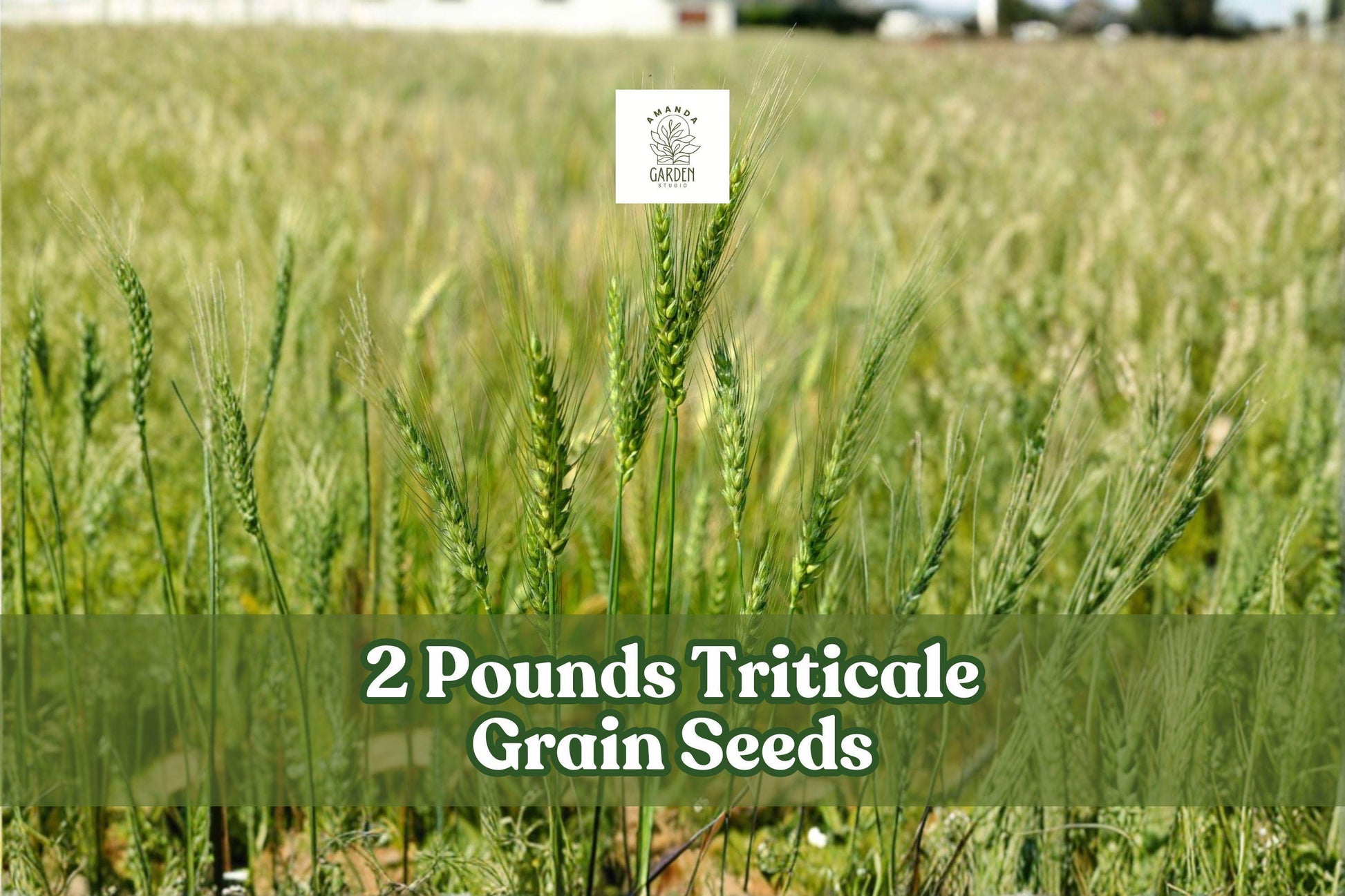 2 Pounds Triticale Grain Seeds for Cover Crop and Garden Planting × Triticosecale
