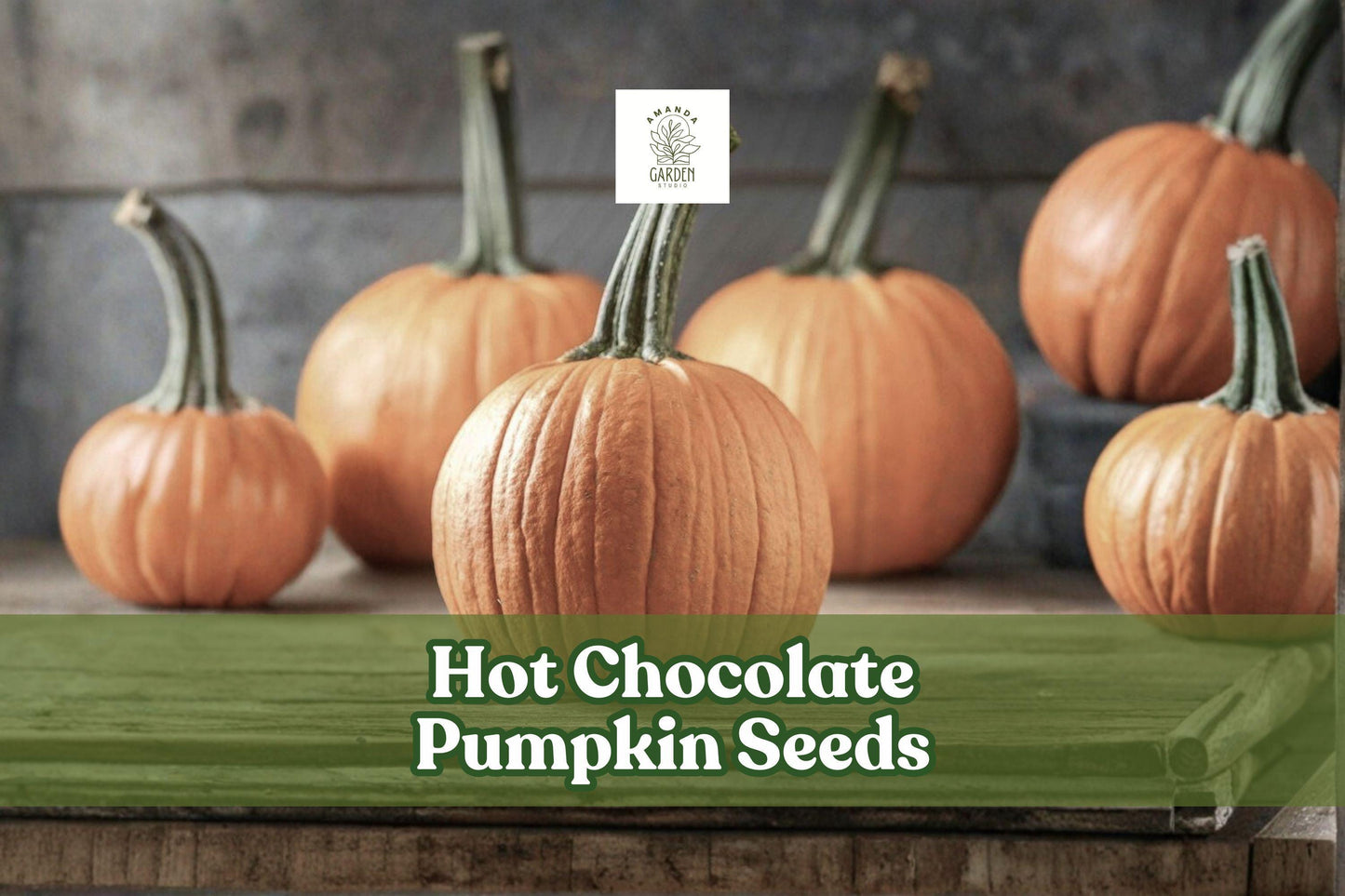 Hot Chocolate Pumpkin Seeds – 10 Pack, Brown Vining Pumpkin, Cucurbita pepo, Fall Garden, Decorative Harvest, Outdoor Planting