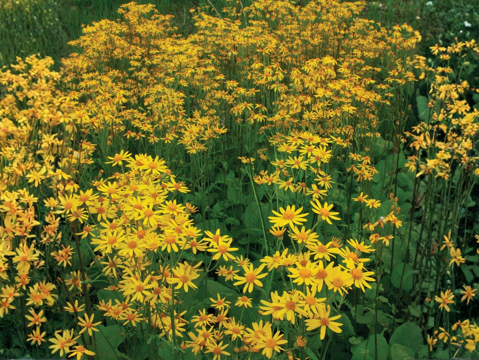 Packera aurea Golden Ragwort Seeds | Native Perennial Wildflower for Shade Gardens & Pollinator Support