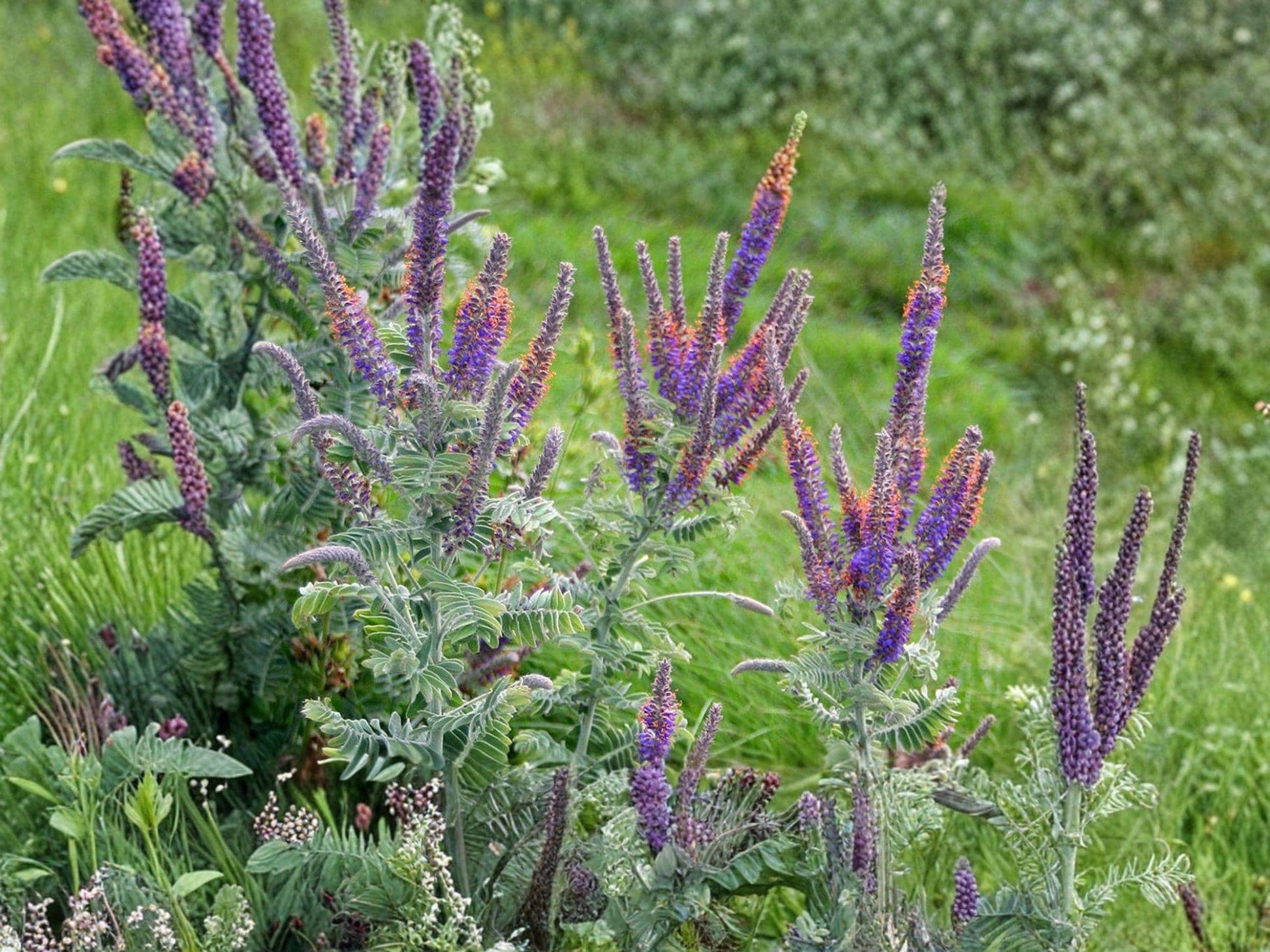 Amorpha canescens Lead Plant Seeds | Native Prairie Shrub for Pollinators & Restoration | Drought Tolerant Perennial Shrub