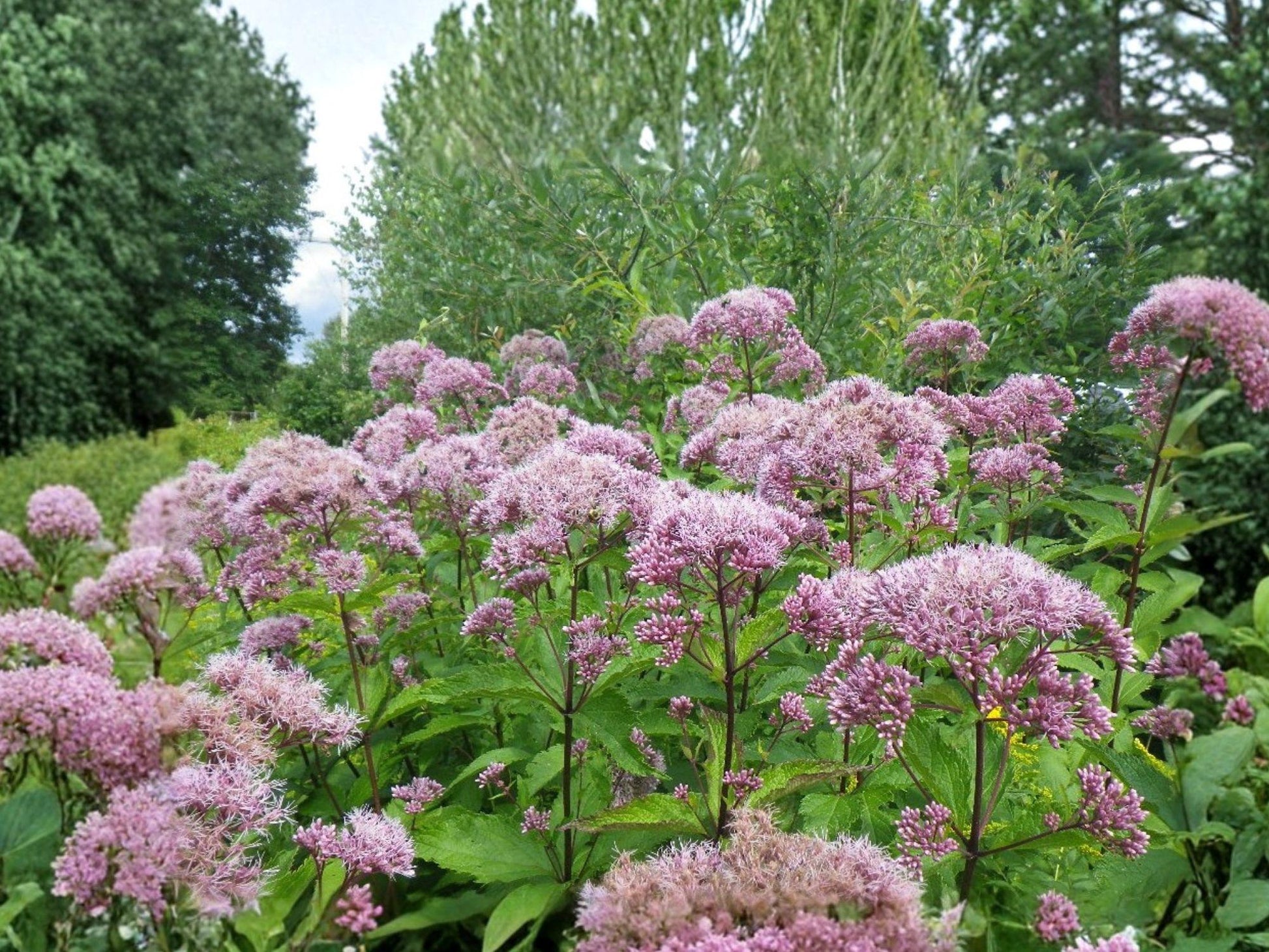 Eutrochium fistulosum Hollow Joe-Pye Weed Seeds | Native Perennial Wildflower for Pollinators | Moist Soil Gardens