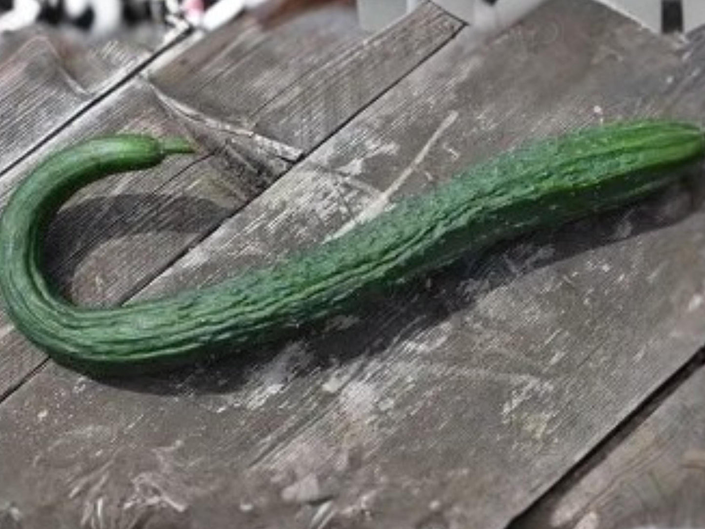 Chinese Snake Cucumber Seeds | Curved Long Asian Vegetable | Mild Crisp Flavor | 10 Seeds