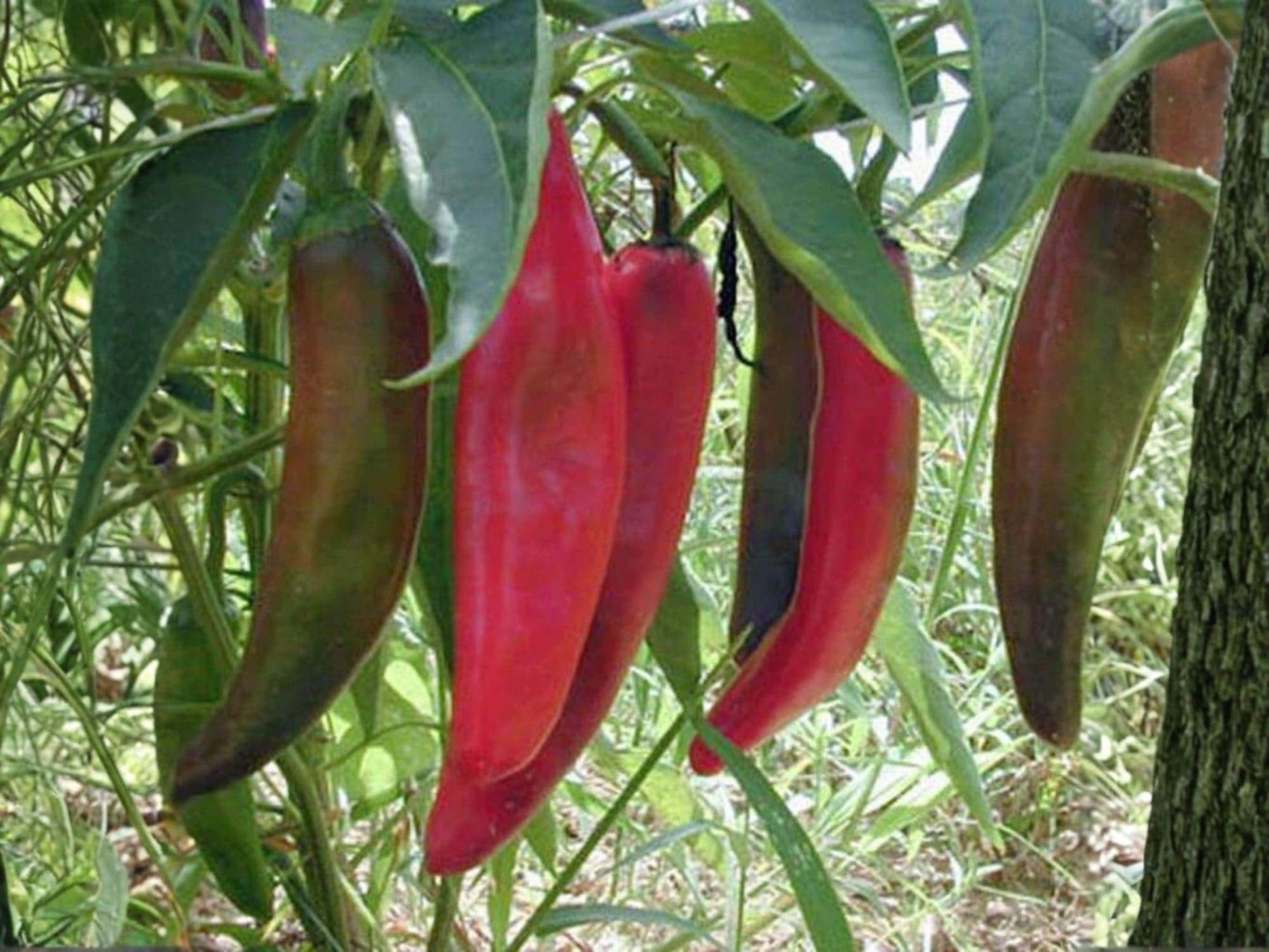 Anaheim Pepper Seeds – Heirloom Green Chile, Mild to Medium Heat, Long Tapered Pods, 25 Seeds