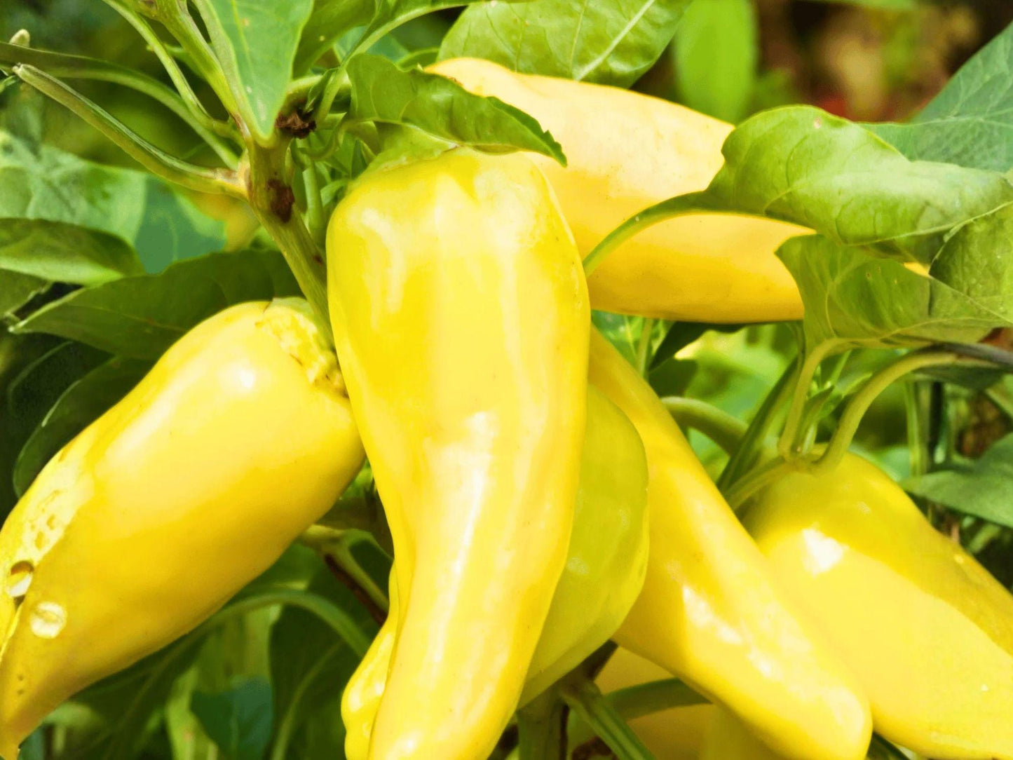 Sweet Banana Pepper Seeds - Heirloom Mild Yellow Vegetable, 25 Seeds for Fresh Eating & Pickling
