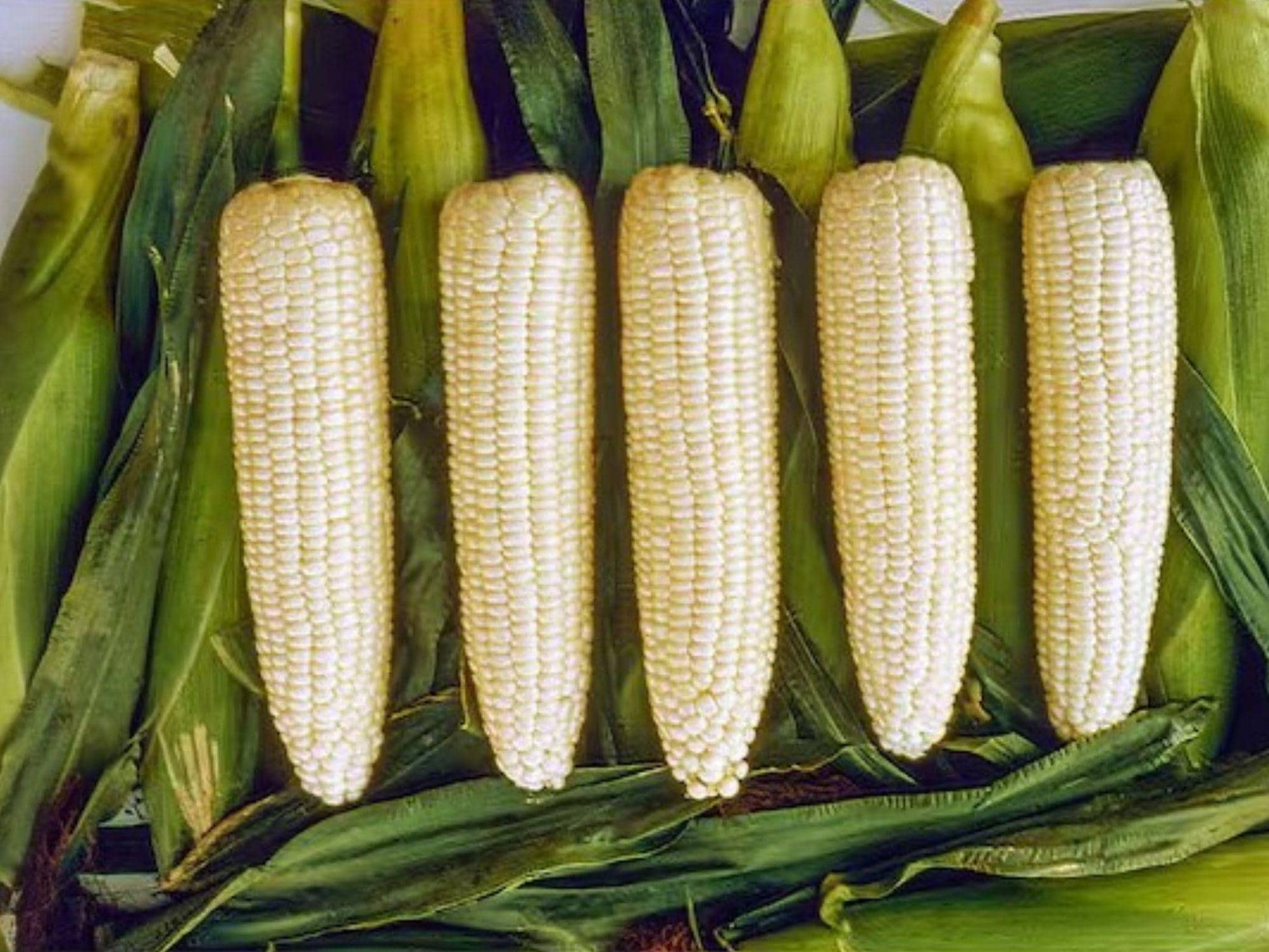 Sweet Corn Seeds Hybrid Silver Queen Vegetable Seeds for Garden Planting, 50 Seeds