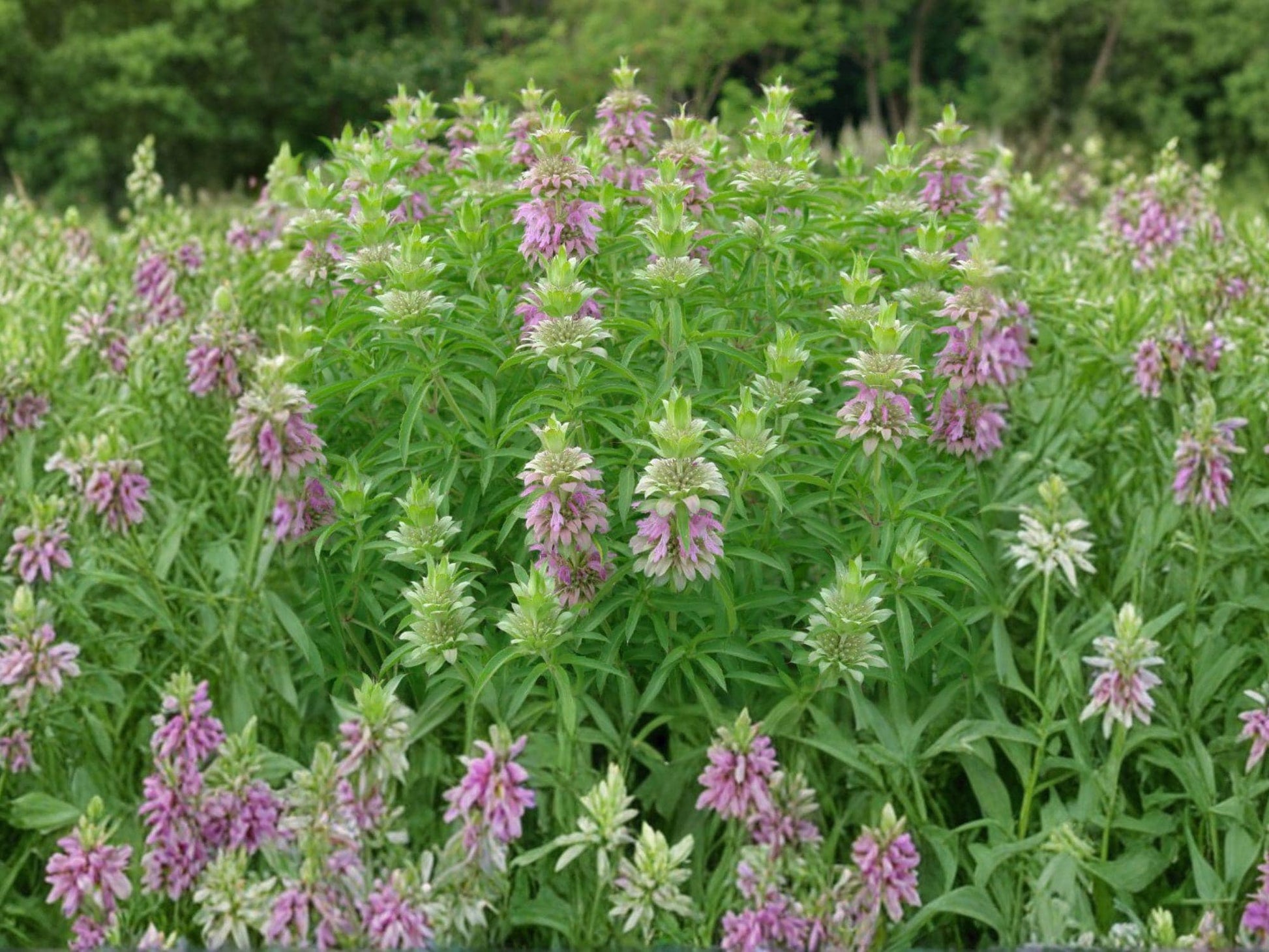 Monarda punctata Spotted Bee Balm Seeds – Native Perennial Wildflower for Pollinator Gardens, Drought Tolerant, 100 Seeds