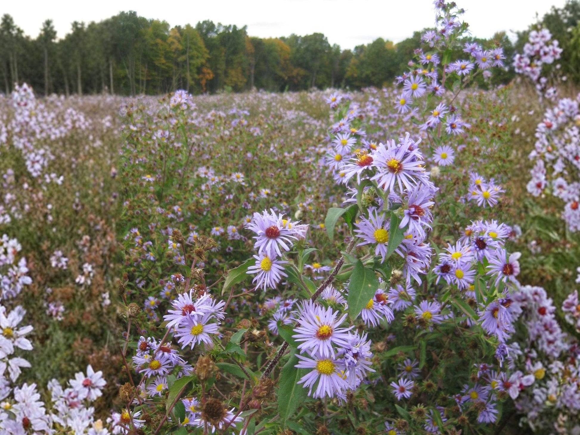 Symphyotrichum puniceum Swamp Aster Seeds – Native Wetland Perennial with Purple Fall Blooms – 350 Seeds