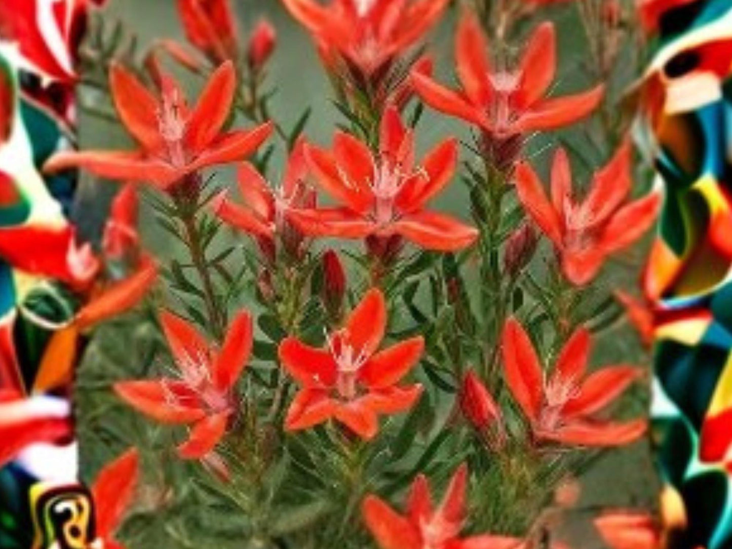 Castilleja integra Orange Paintbrush Seeds – Southwestern Native Wildflower with Bright Orange-Red Bracts, Attracts Pollinators