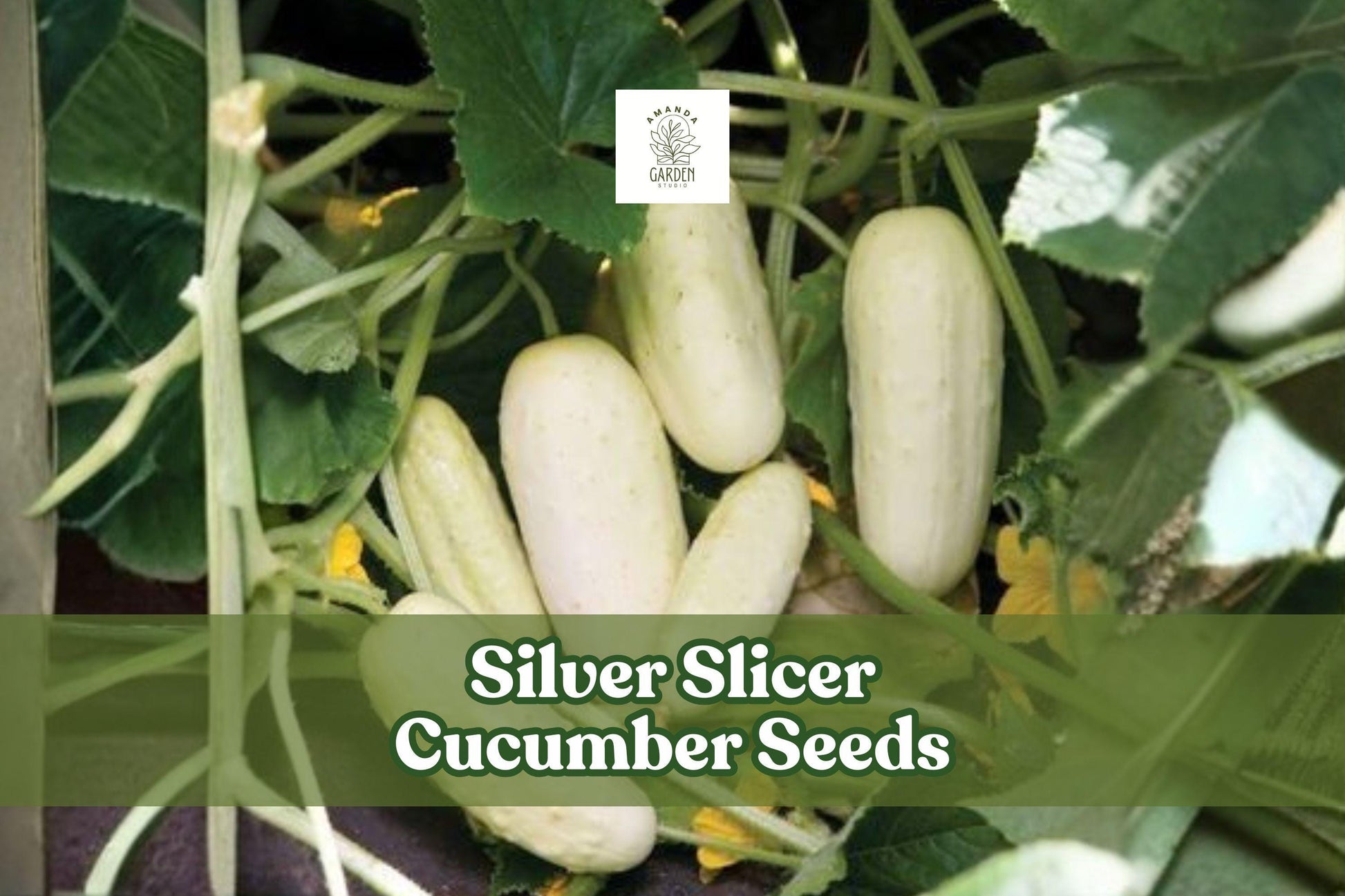 50 Silver Slicer Cucumber Seeds | Marketmore Cucumis sativus for Garden & Container Growing