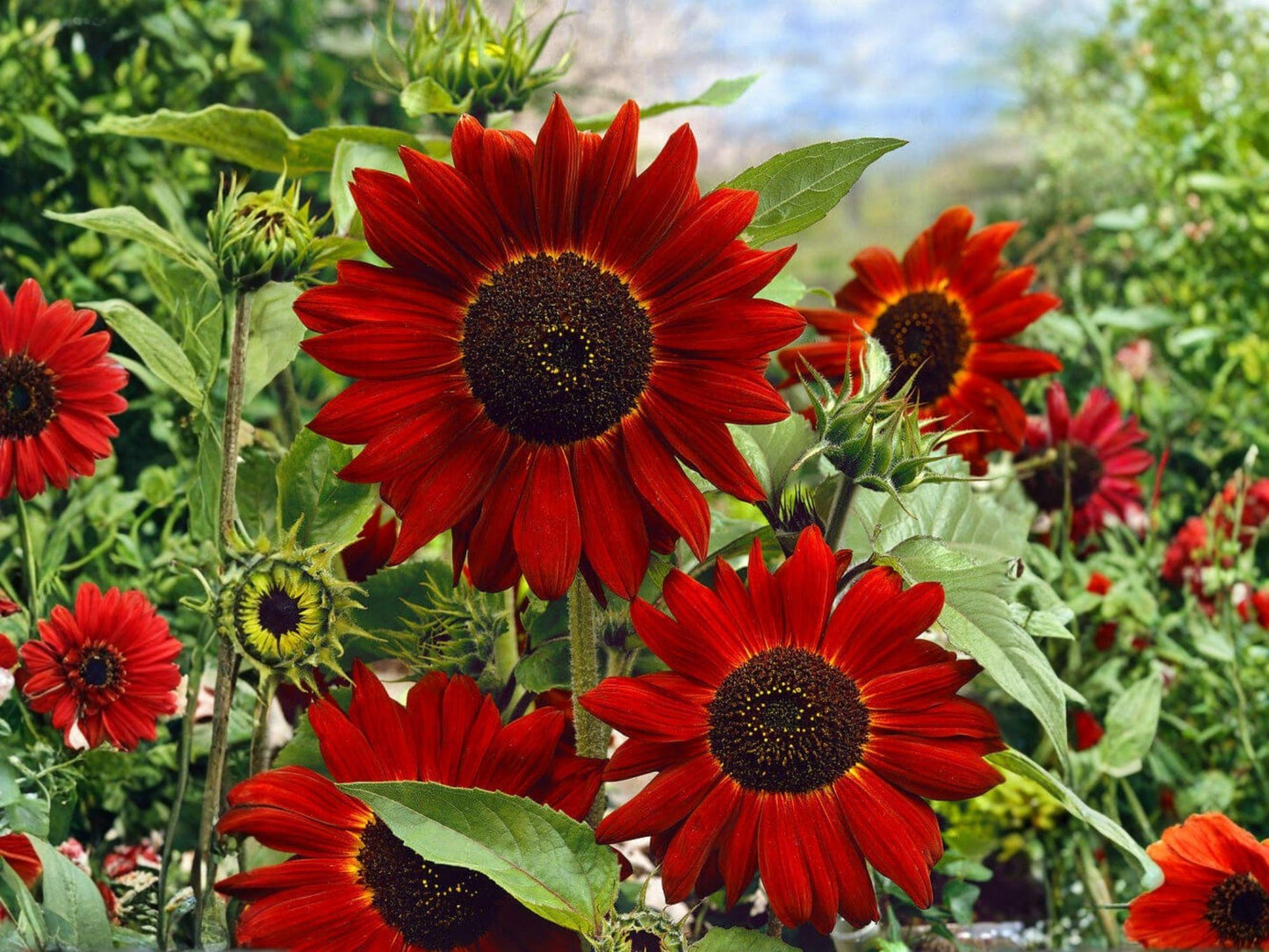 Velvet Queen Sunflower Seeds – Heirloom Deep Red Pollinator Flower – Branching Annual with Velvety Petals