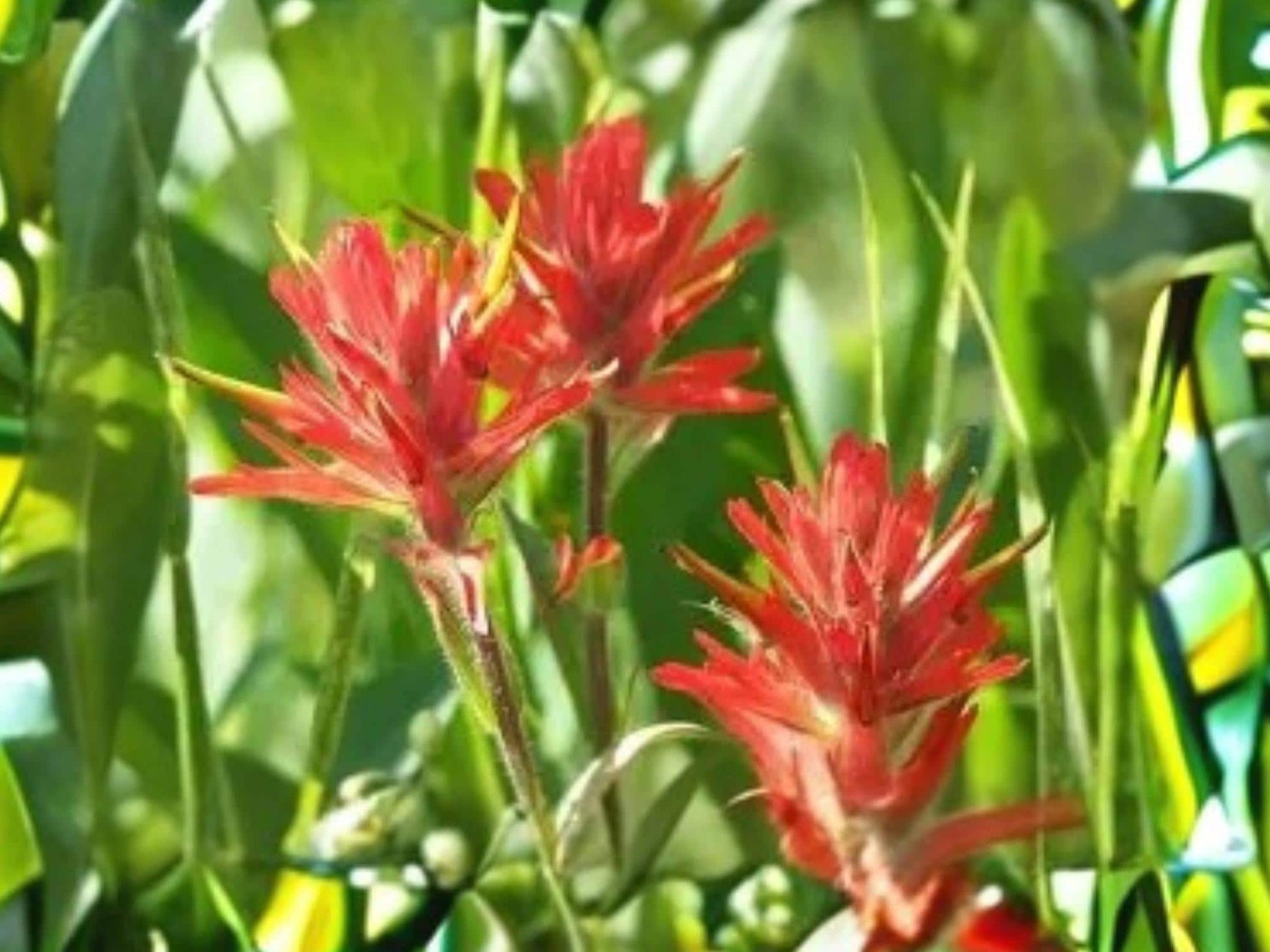 Castilleja linariifolia Desert Paintbrush Seeds – Native Wildflower for Prairie, Desert, and Restoration Gardens