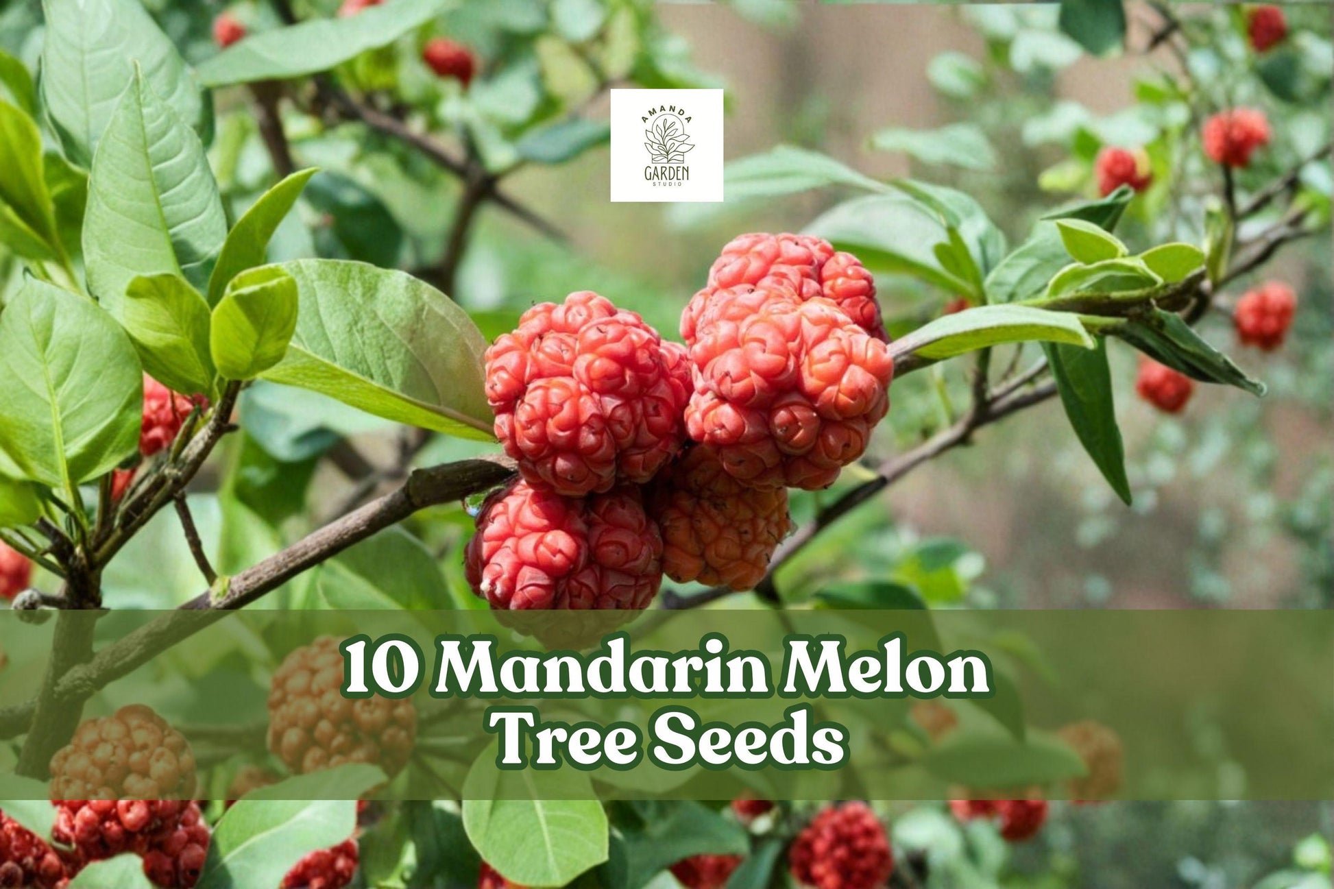 Mandarin Melon Tree Seeds 10 Pack | Maclura tricuspidata | Ornamental Fruit Tree for Outdoor Garden Planting
