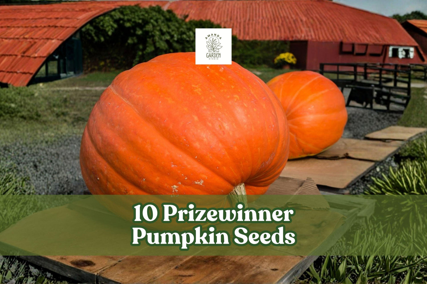 Prizewinner Pumpkin Seeds – Cucurbita maxima – Exhibition Giant Pumpkin Variety for Garden and Fall Displays (10 Seeds)