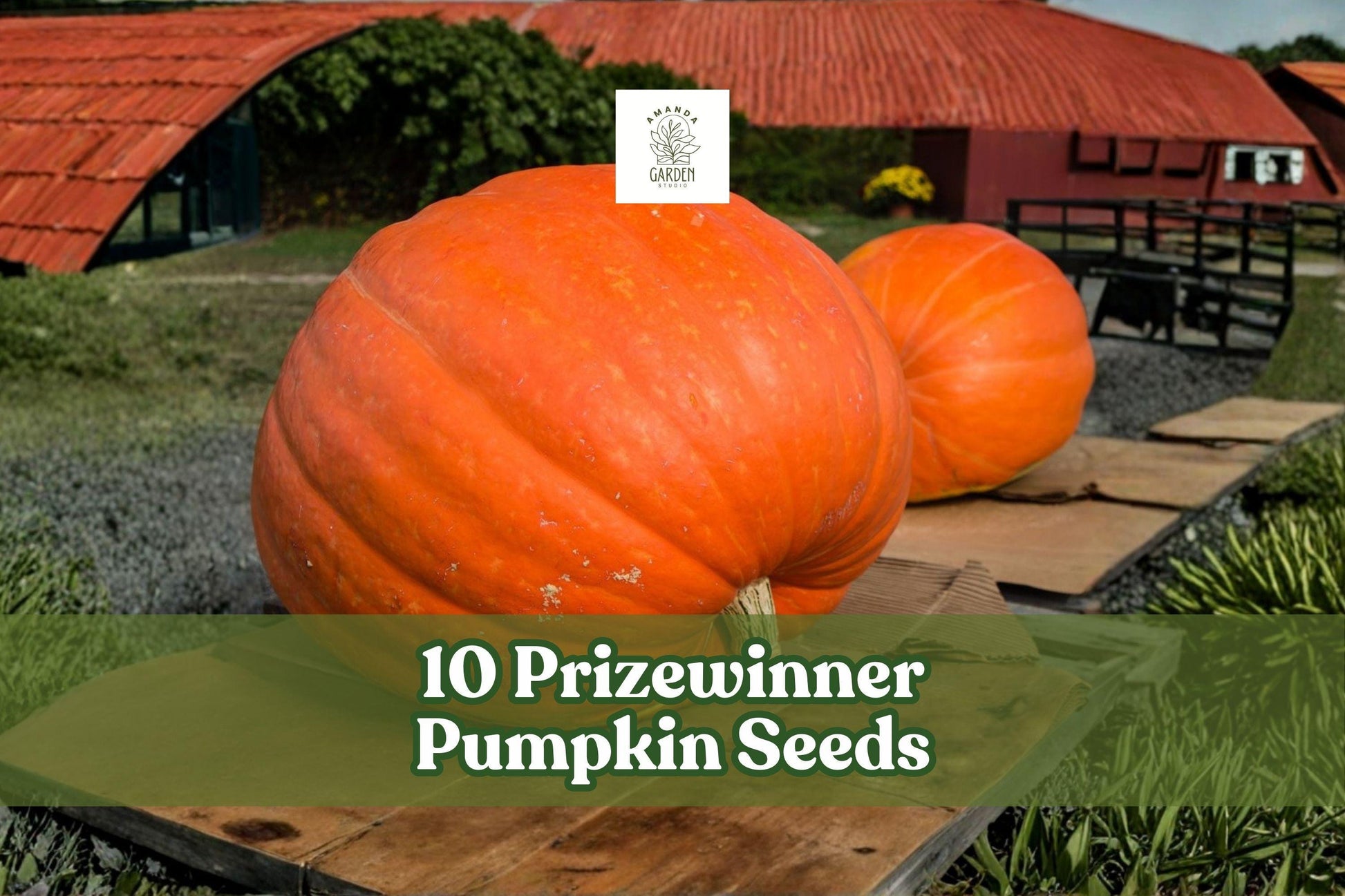 Prizewinner Pumpkin Seeds – Cucurbita maxima – Exhibition Giant Pumpkin Variety for Garden and Fall Displays (10 Seeds)