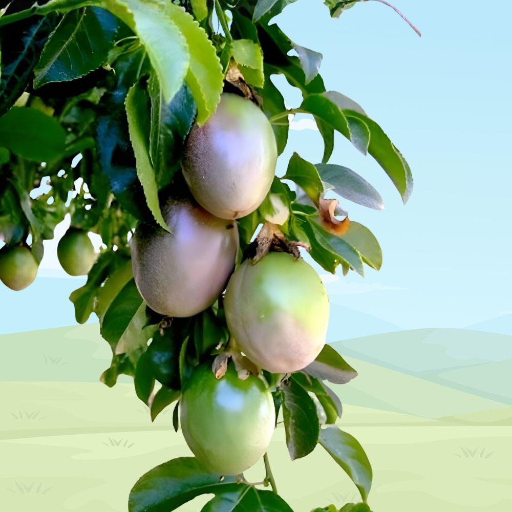 Purple Passionfruit Vine Live Plant | Passiflora edulis | Edible Tropical Fruit Starter Plant