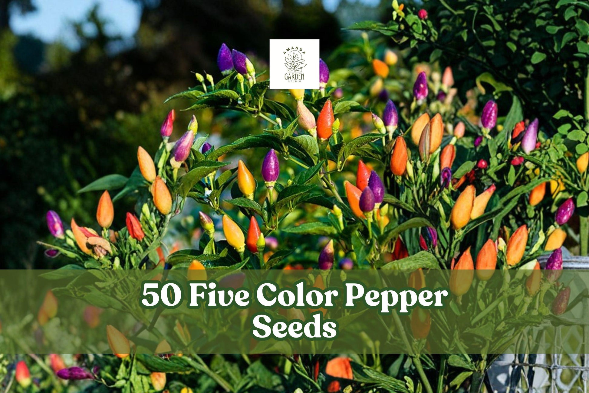 50+ Five Color Pepper Seeds for Planting | Capsicum annuum | Colorful Ornamental & Garden Pepper Seeds