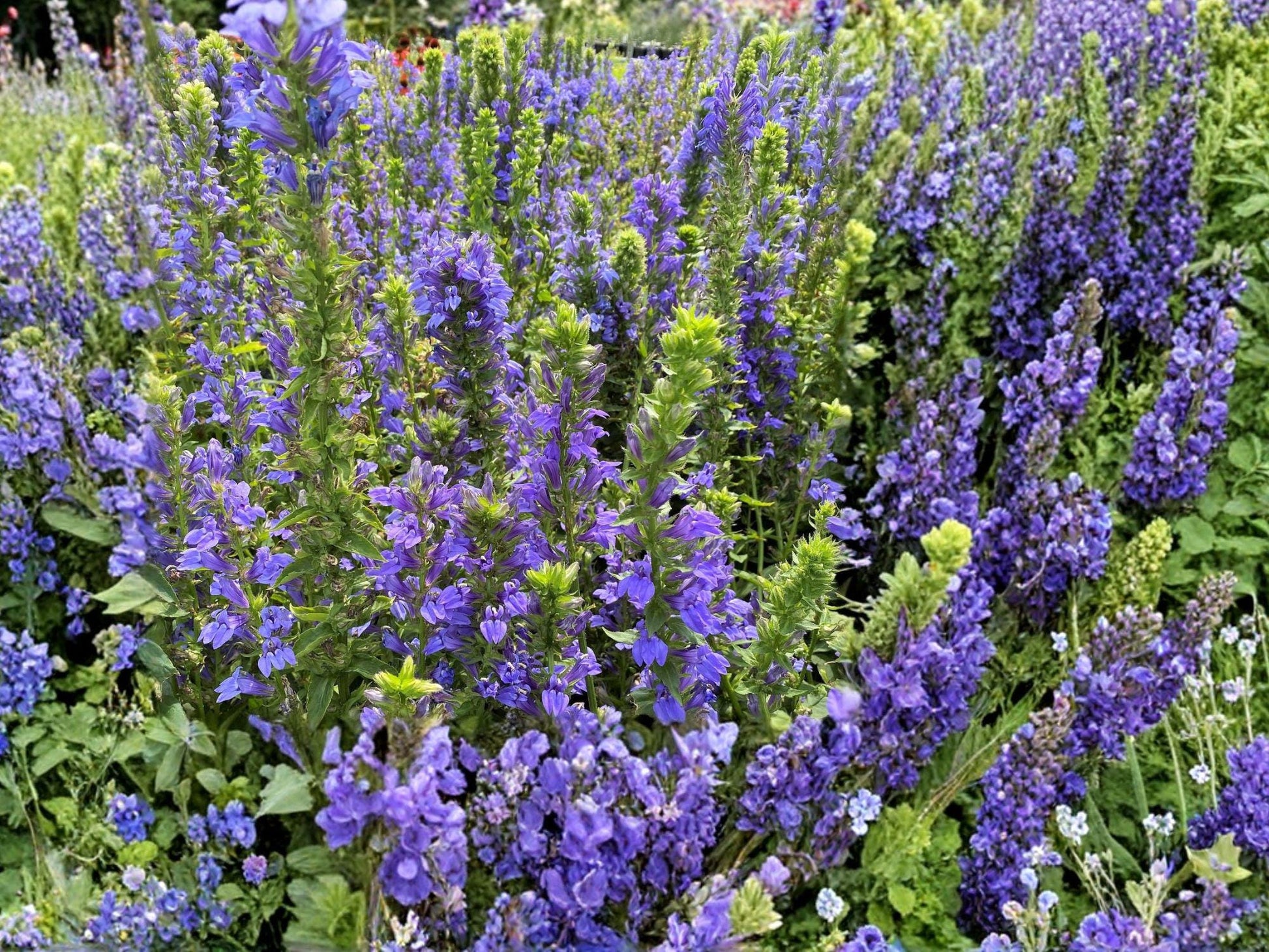 Lobelia Siphilitica Great Blue Lobelia Seeds Native Perennial Wildflower Pollinator Plant Wetland Garden