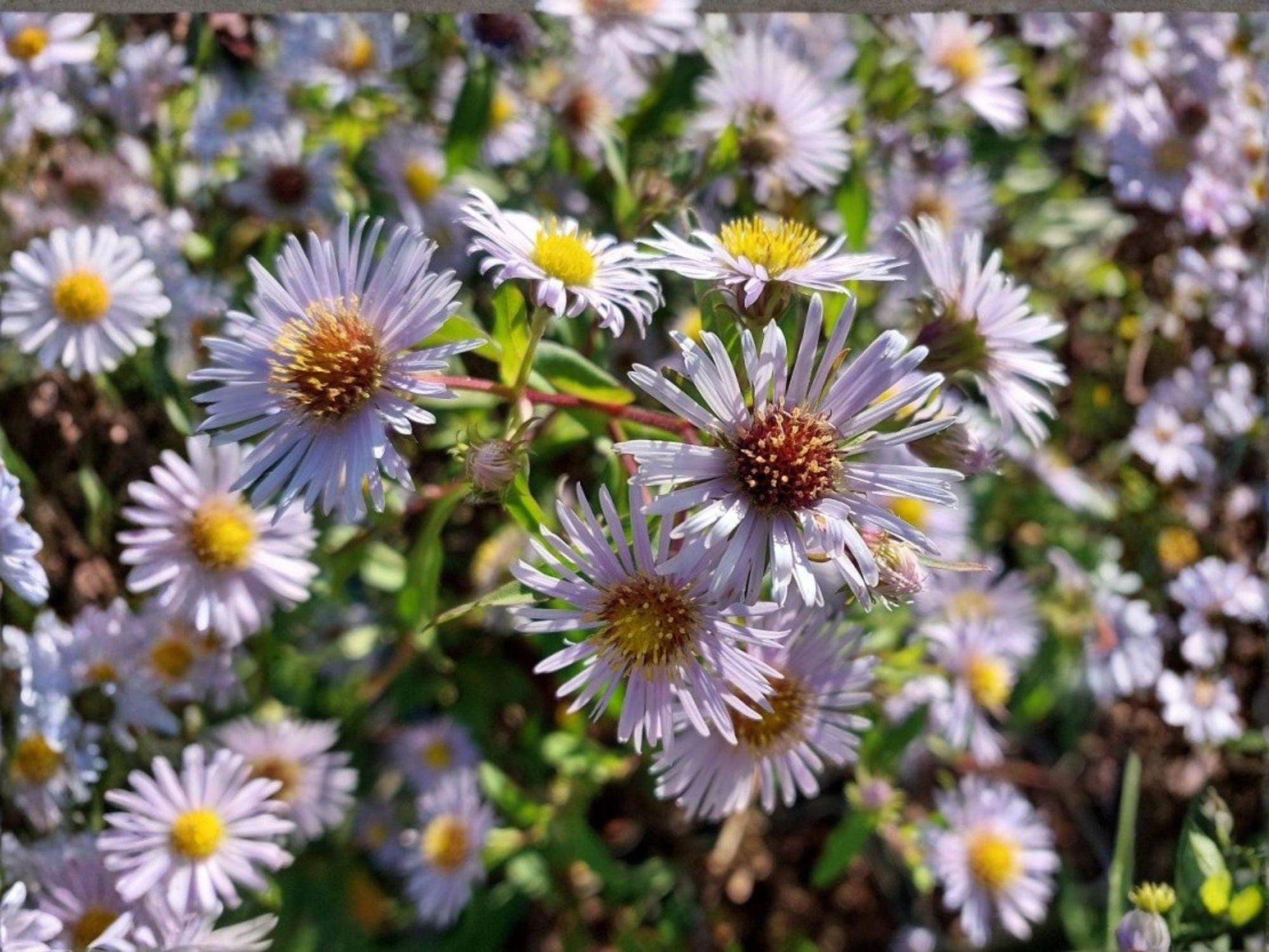 Swamp Aster Seeds (Symphyotrichum puniceum) – 100 Native Wildflower Seeds for Wet Gardens & Pollinators