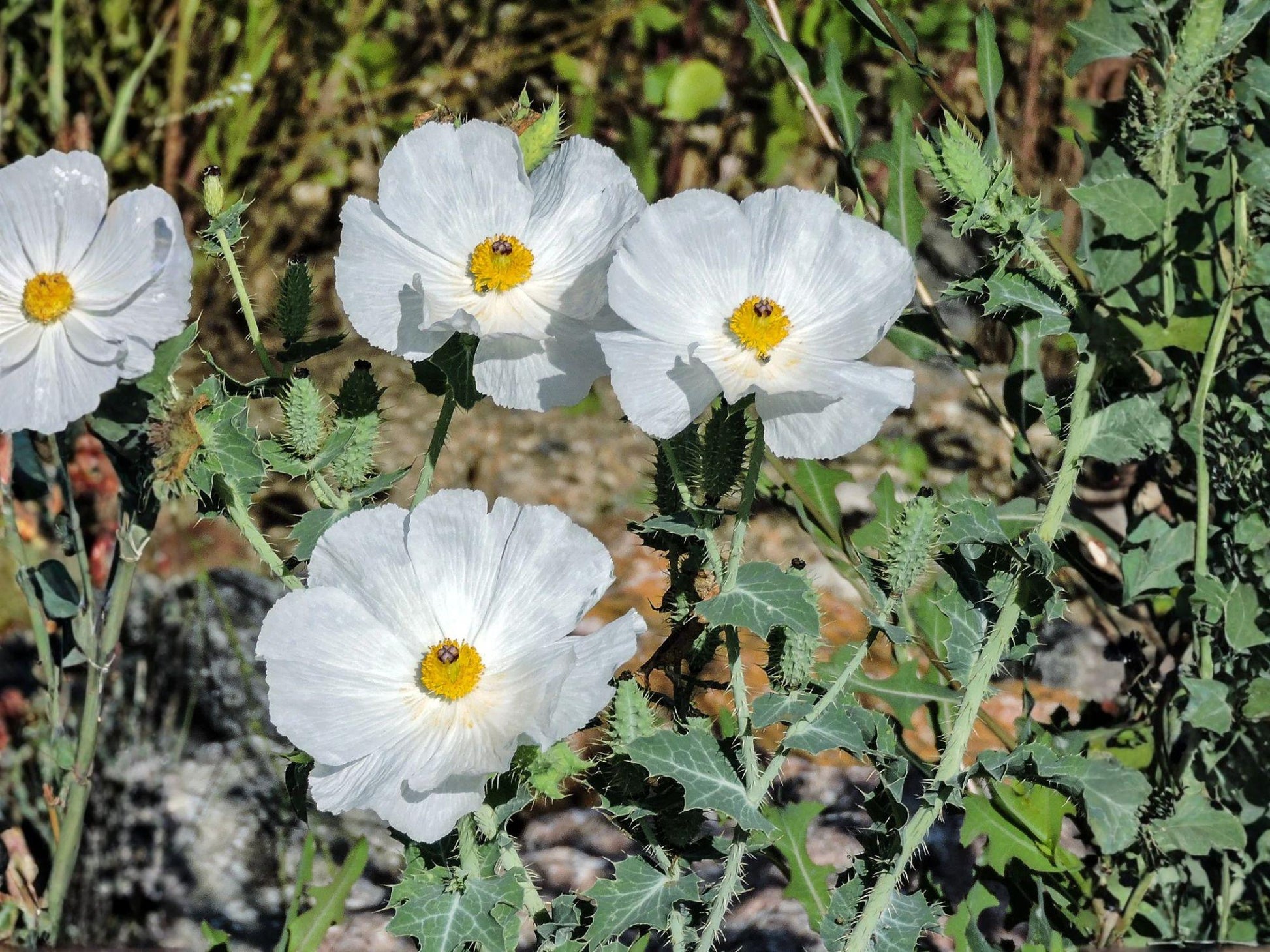 Prickly Poppy Seeds | Native Wildflower | Drought Tolerant Prairie Plant | Argemone polyanthemos | 15 Seeds