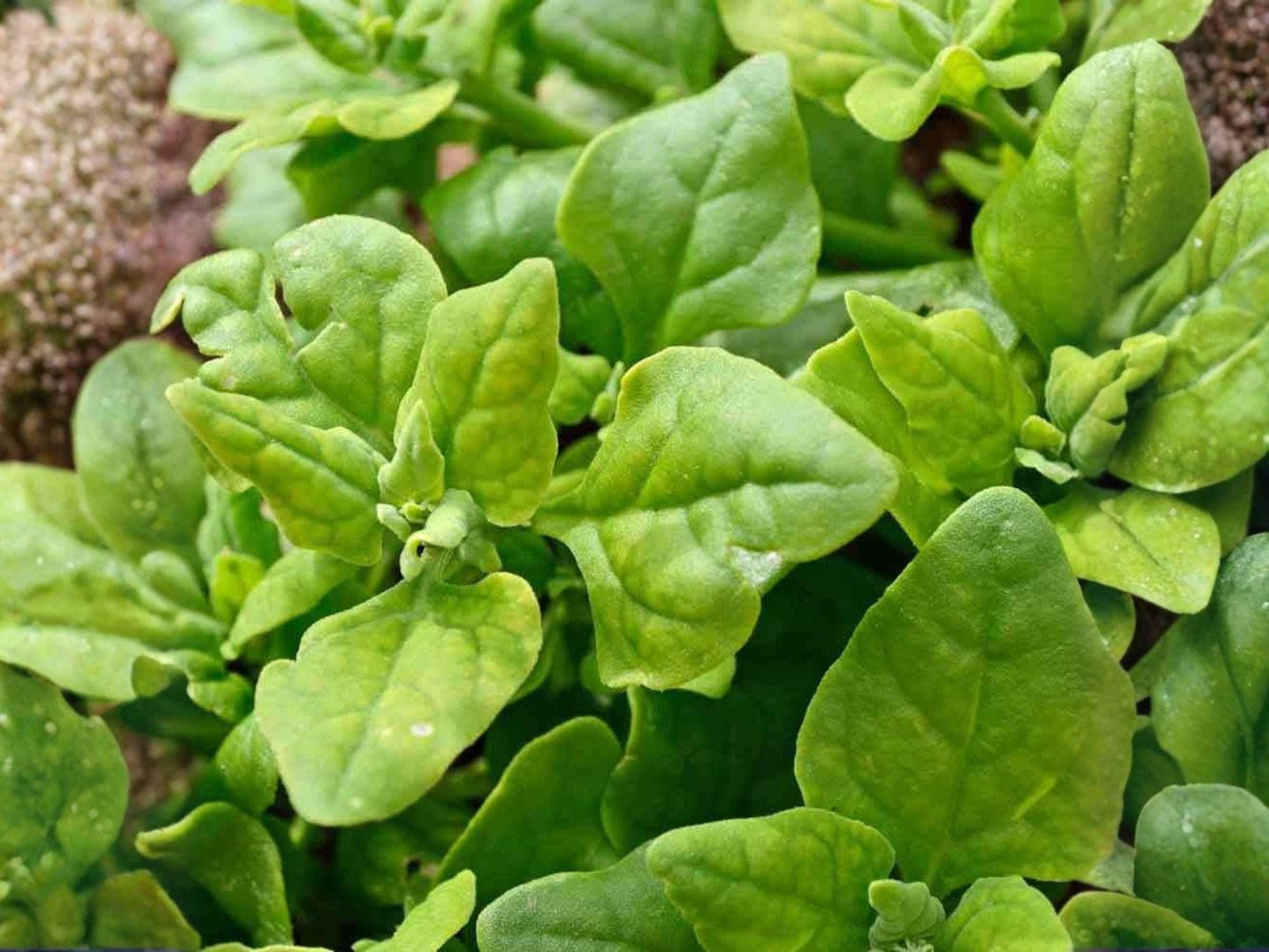Green Malabar Spinach Seeds – 50 Seeds, Vining, Heat-Tolerant, Tropical Leafy Vegetable, Climbing Spinach, Basella alba