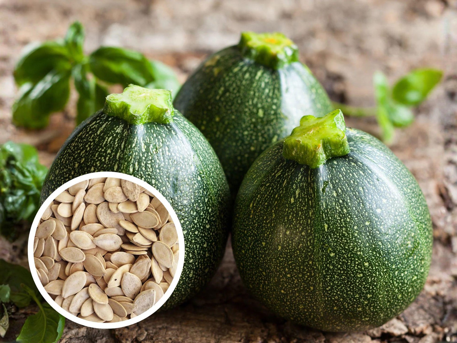 Round Zucchini Seeds – Heirloom Summer Squash, Compact Garden, Ball-Shaped Fruits, Easy to Grow, Perfect for Stuffing & Grilling