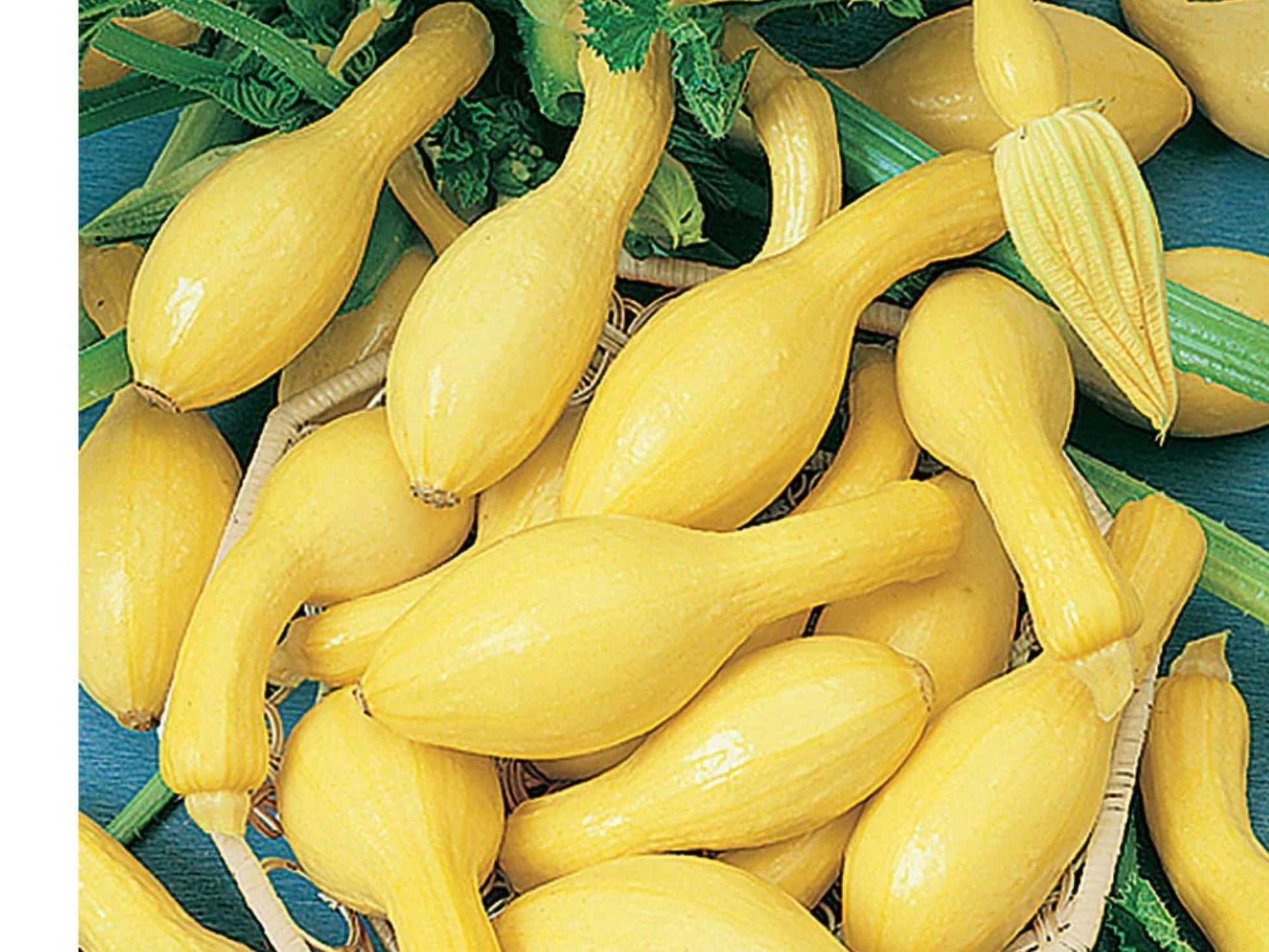Heirloom Summer Squash Seeds – Early Summer Yellow Crookneck Variety, 10 Seeds, Heirloom Cucurbita pepo