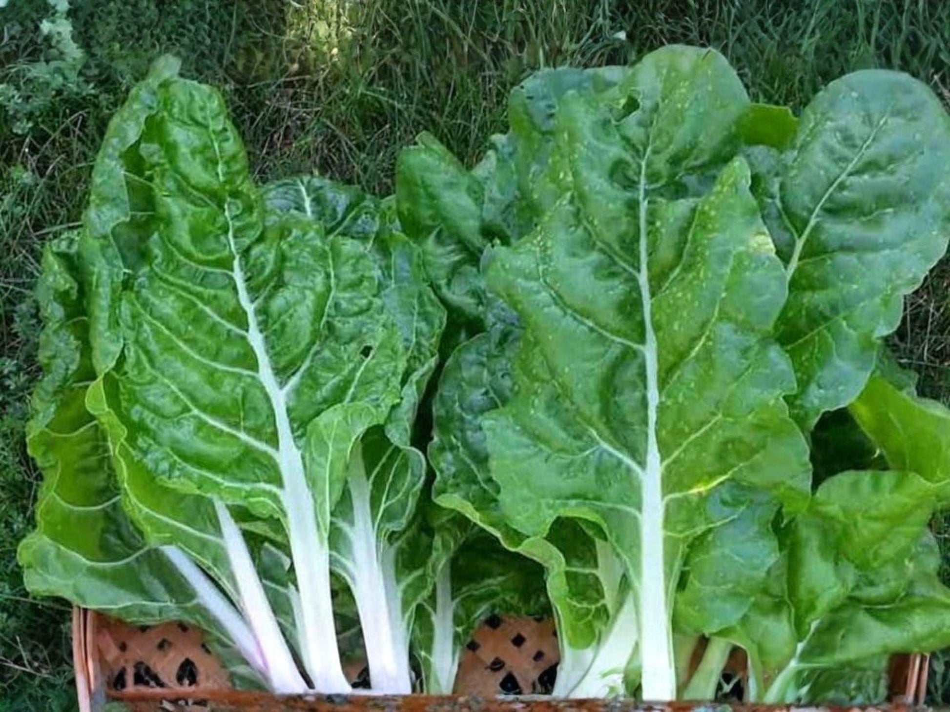 Fordhook Swiss Chard Seeds – Heirloom White Stem, Heat Tolerant, Leafy Vegetable, 50 Seeds