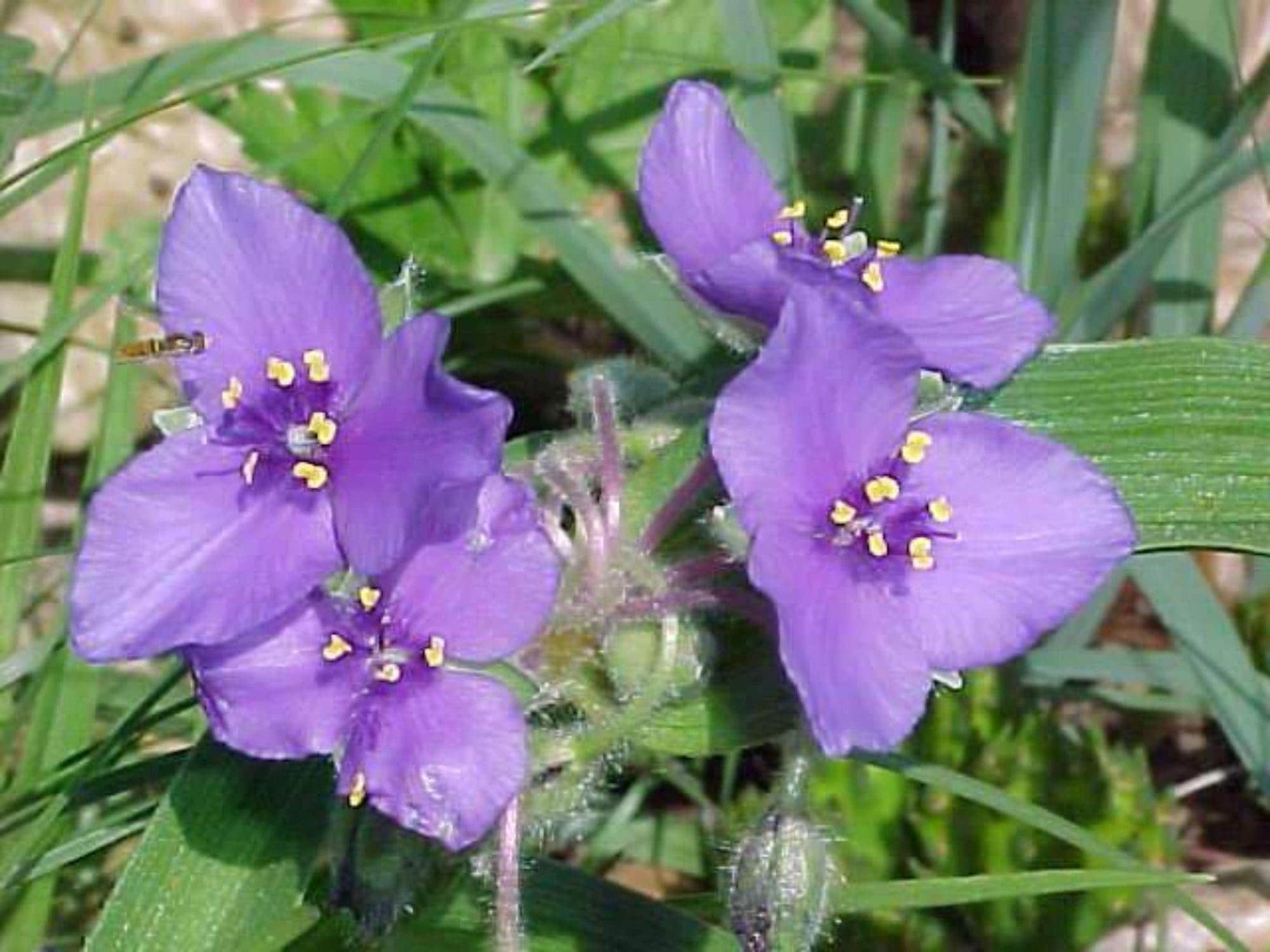 Tradescantia bracteata Seeds (150) – Prairie Spiderwort, Native Perennial Wildflower for Pollinator Gardens