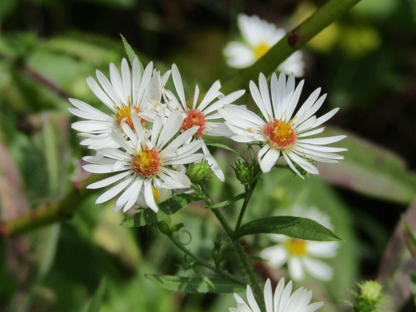 Symphyotrichum pilosum Seeds 100 – Heath Aster, Frost Aster, Native Perennial Wildflower for Pollinator Gardens