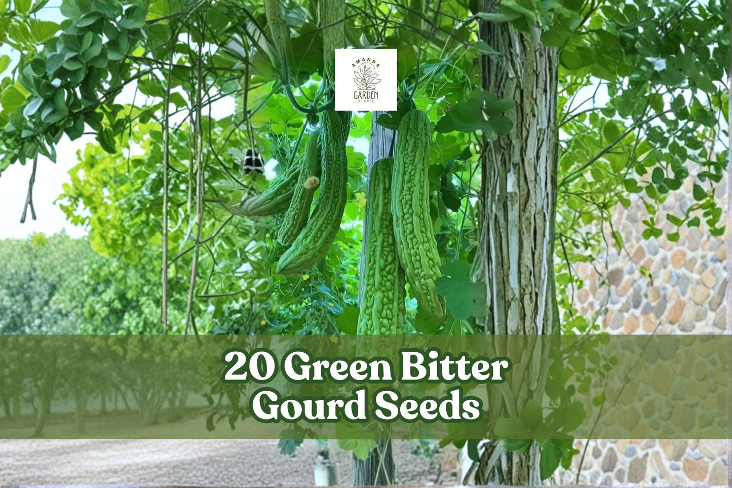 20 Green Bitter Gourd Seeds for Planting | Momordica charantia | Climbing Vine for Garden, Trellis, Fences