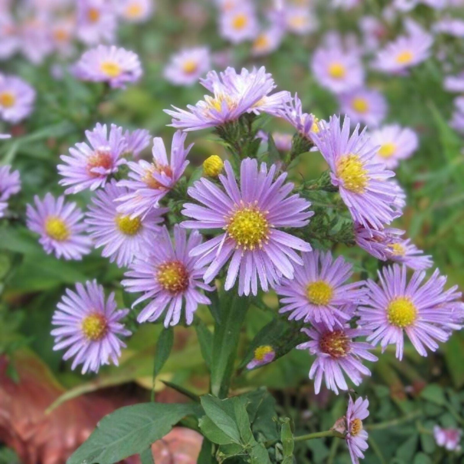 Heart-leaved Aster Seeds, Symphyotrichum cordifolium, Native Perennial Wildflower, Pollinator-Friendly, 500 Seeds