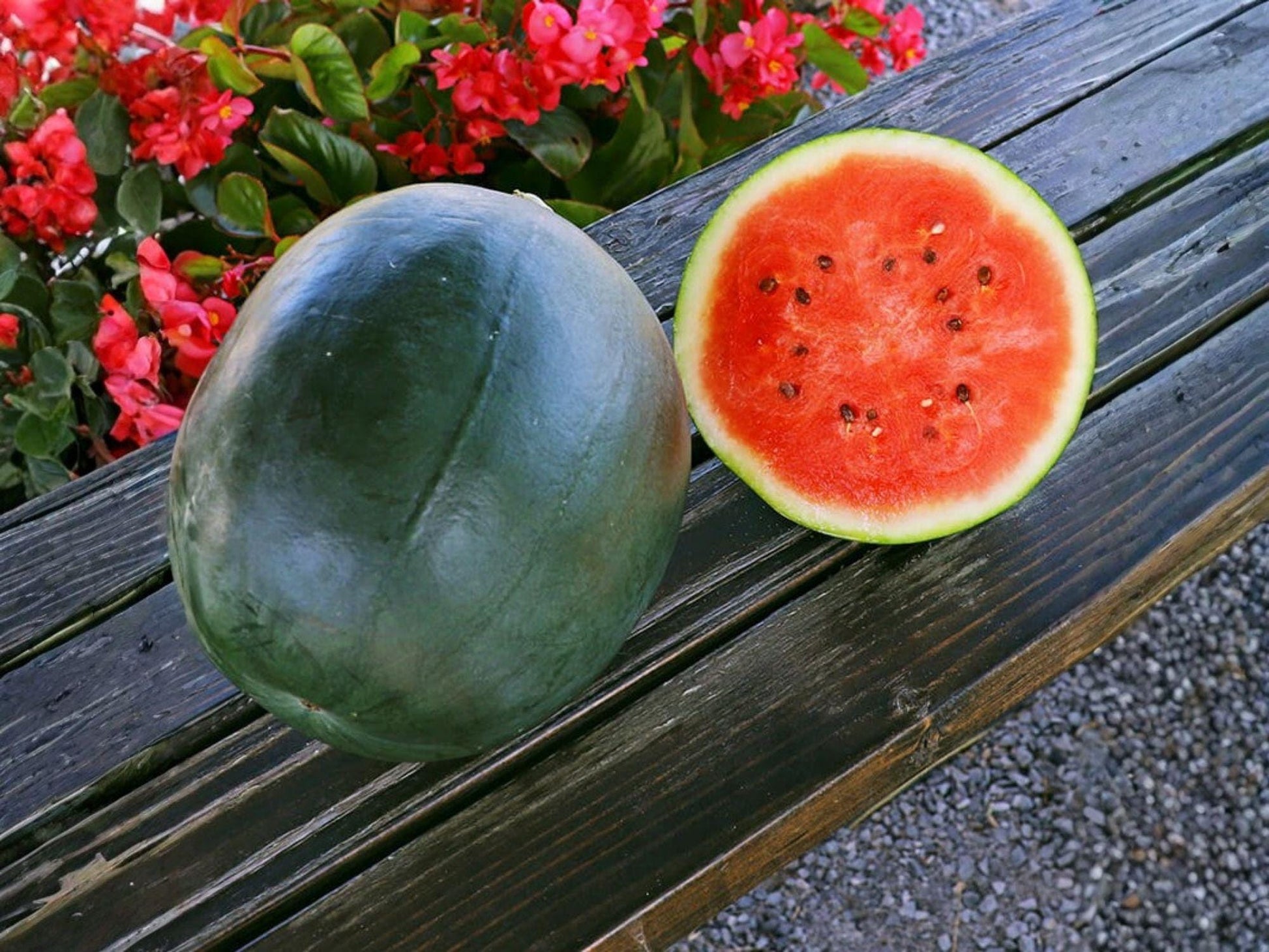 Sugar Baby Watermelon Seeds – Heirloom, Compact, Sweet, Deep Red Flesh, 10 Seeds