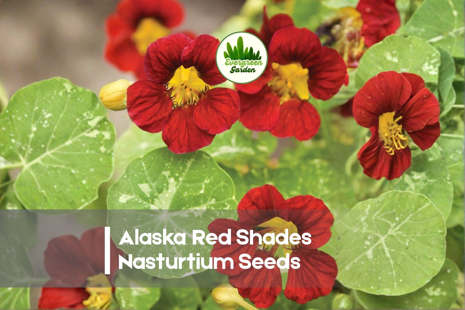 Alaska Red Shades Nasturtium Seeds – Bright Red Blooms & Variegated Foliage – Tropaeolum majus, Annual Flowering Plant, 50+ Seeds