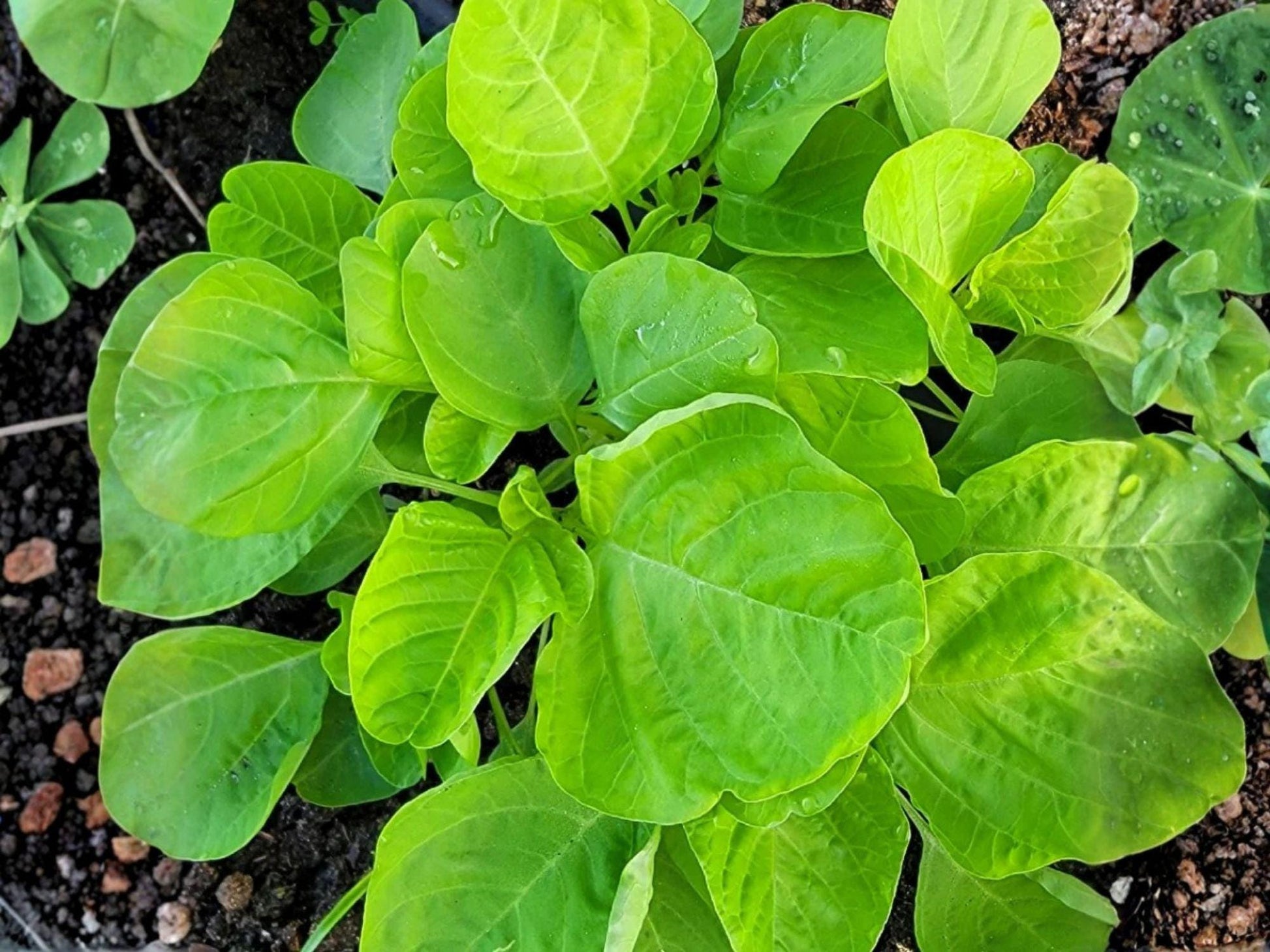 Edible Amaranth Seeds White Light Green Heirloom Leafy Greens for Salad, Stir-fry & Soup | Fast Growing Vegetable