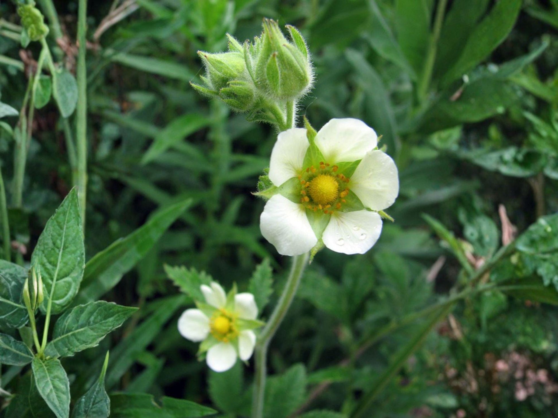 Drymocallis arguta Prairie Cinquefoil Seeds – 500 Native Wildflower Seeds for Pollinator Gardens & Native Landscaping