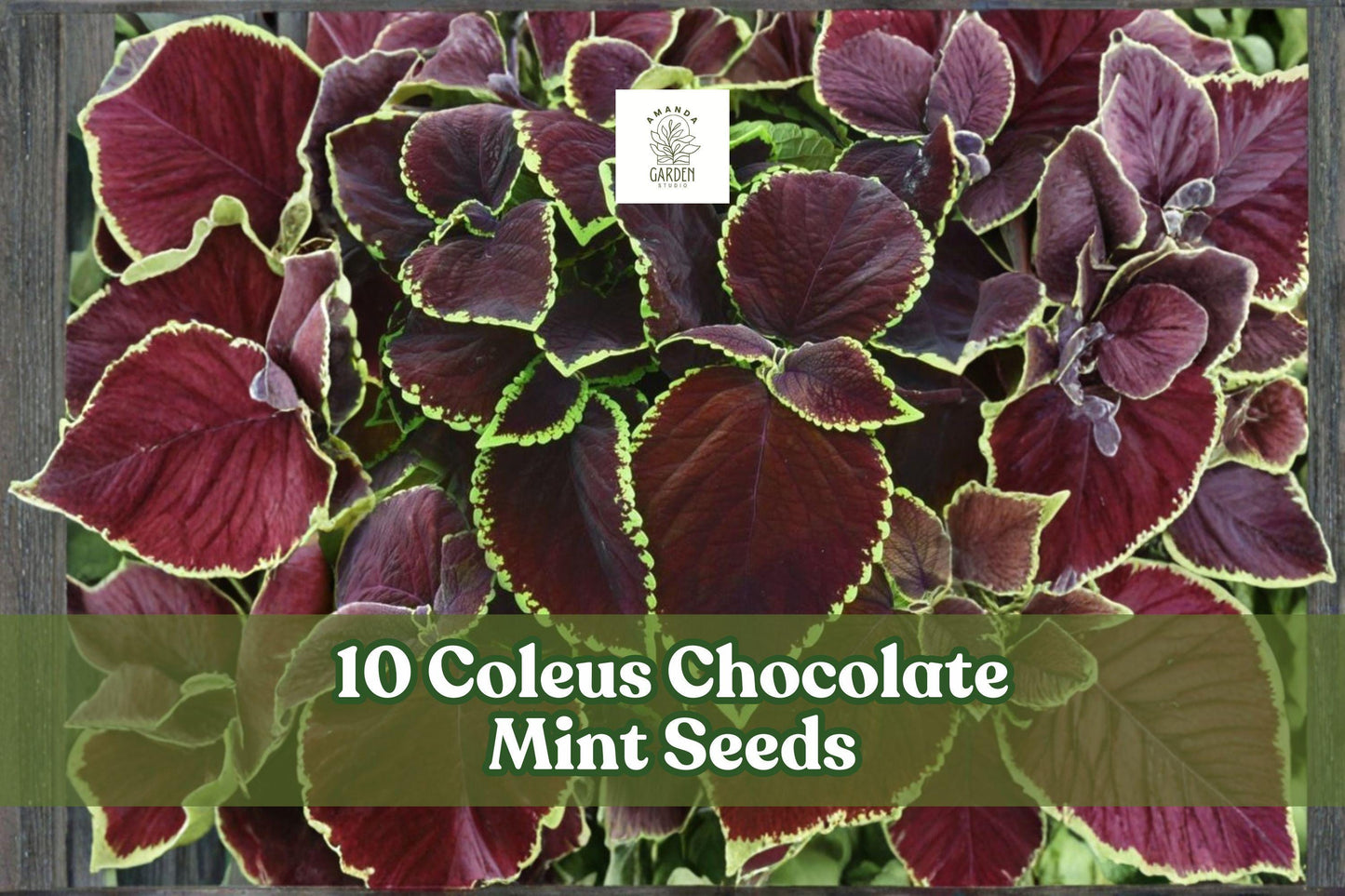 Coleus ‘Chocolate Mint’ Seeds – Ornamental Foliage Plant for Shade Gardens, Containers, Borders | Coleus scutellarioides