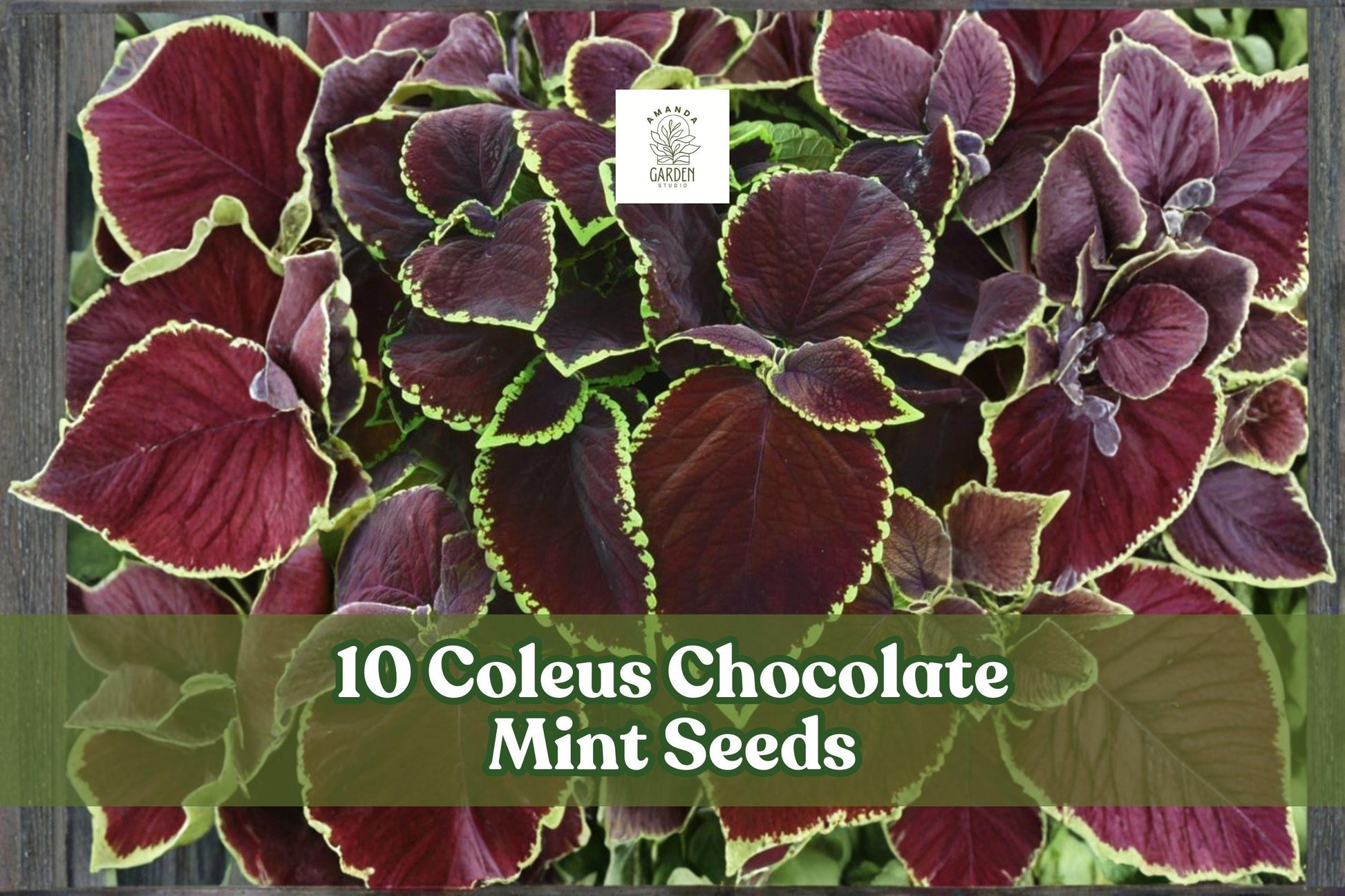 10 Coleus ‘Chocolate Mint’ Seeds for Ornamental Foliage Garden Planting | Coleus scutellarioides