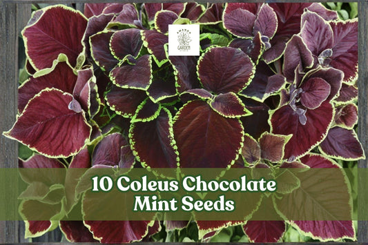 10 Coleus ‘Chocolate Mint’ Seeds for Ornamental Foliage Garden Planting | Coleus scutellarioides