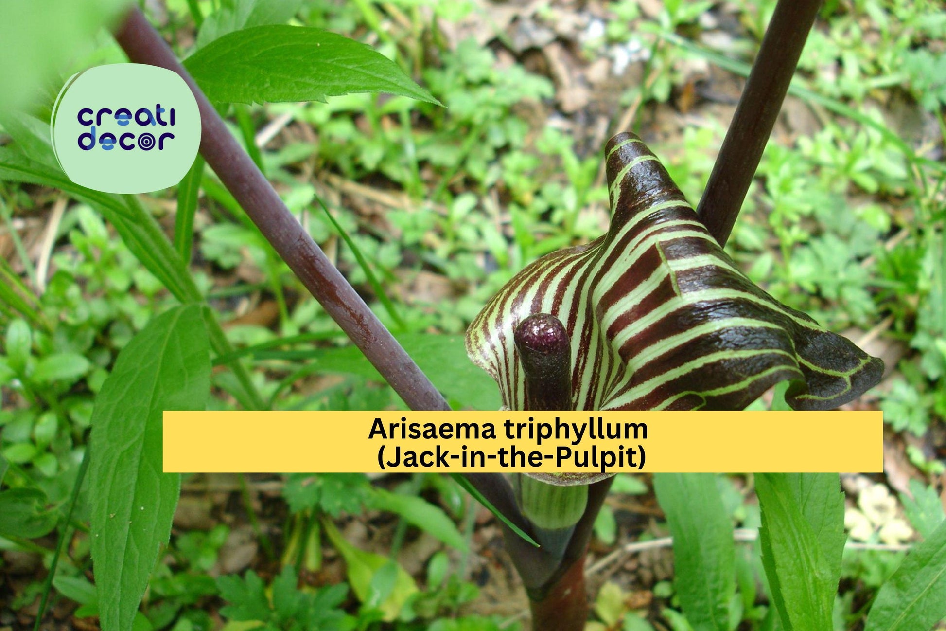 Arisaema triphyllum Seeds – Jack-in-the-Pulpit Native Woodland Plant for Shade Gardens, 5 Viable Seeds