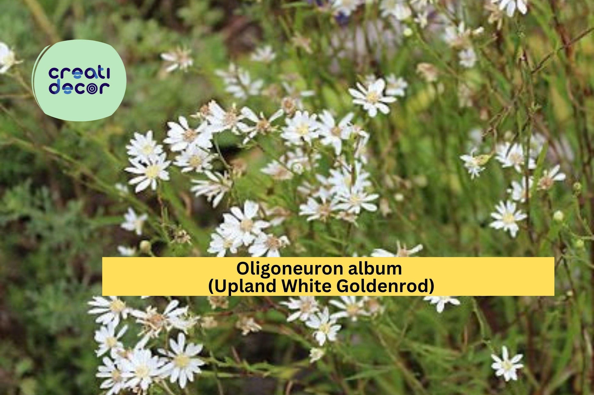 Oligoneuron Album Seeds – Upland White Goldenrod Native Wildflower for Prairie, Meadow Gardens, 100 Seeds
