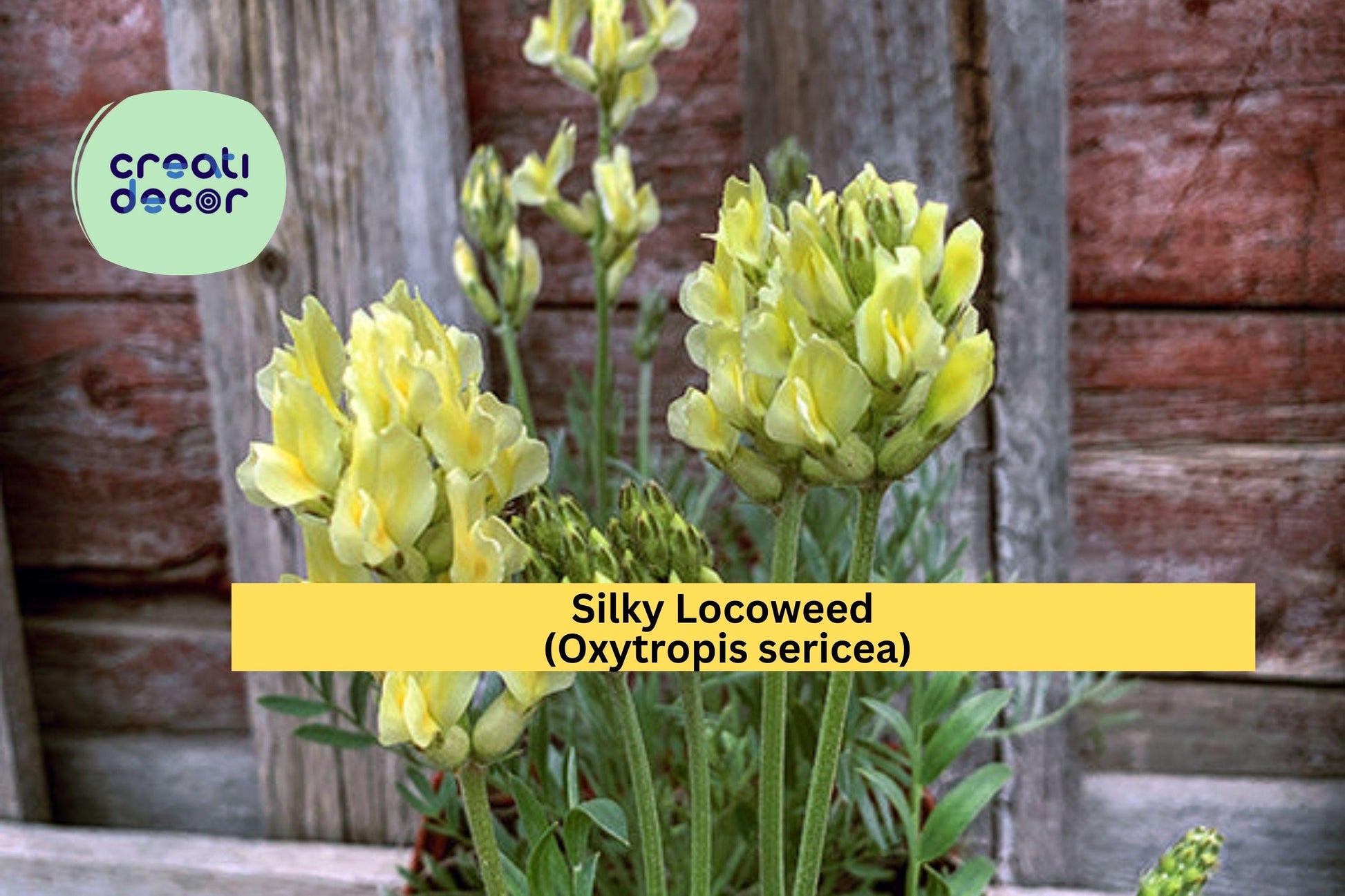 Silky Locoweed Seeds – 25 Native Perennial Wildflower Seeds for Drought Tolerance & Pollinator Gardens – Oxytropis sericea