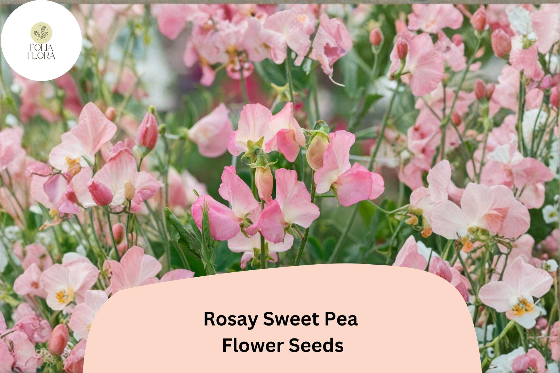 Rosay Sweet Pea Seeds | Soft Pink Climbing Vine Lathyrus odoratus for Gardens & Cut Flowers (50+ Seeds)
