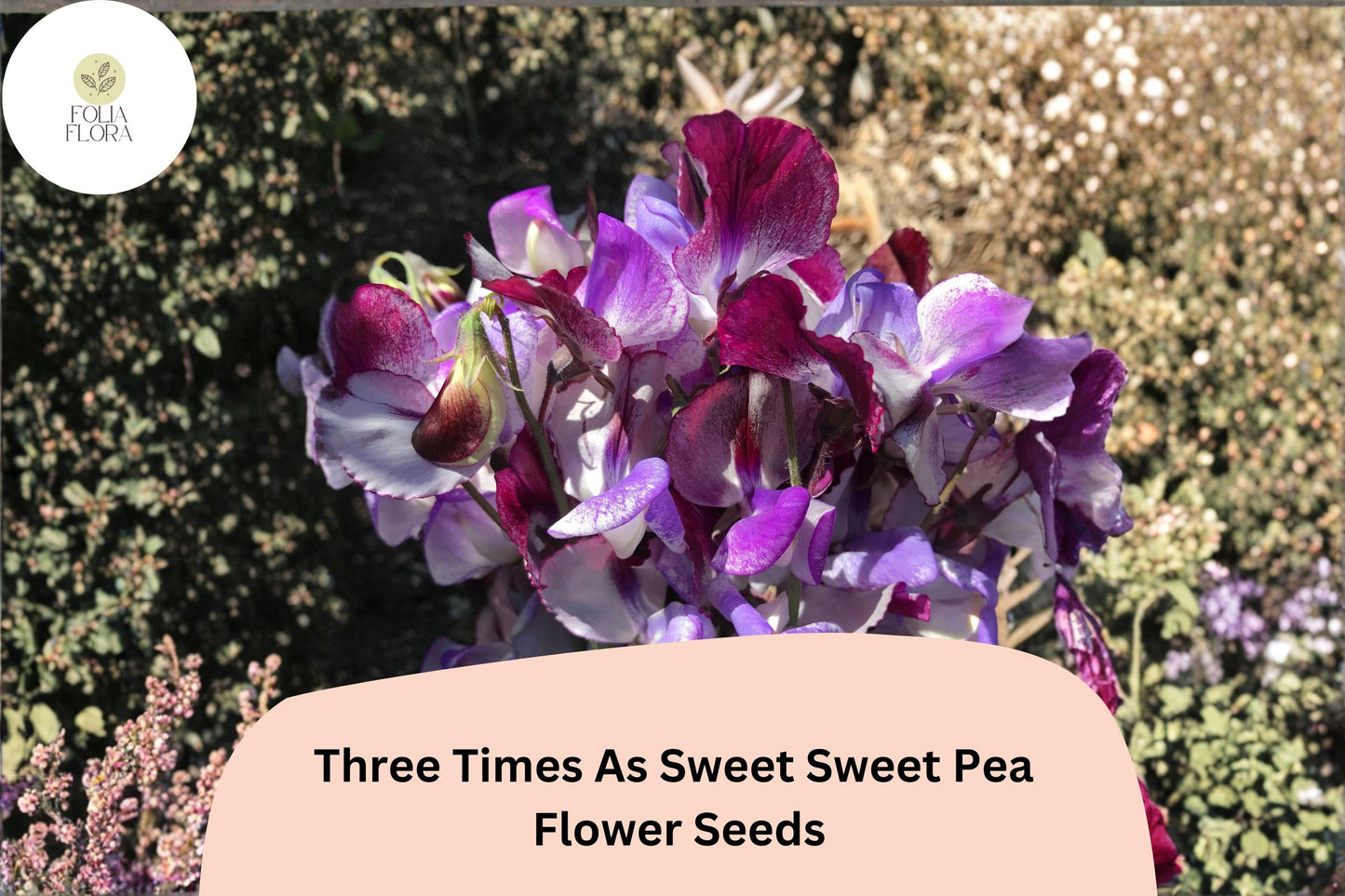 Three Times As Sweet Sweet Pea Seeds | Lathyrus odoratus Climbing Flowering Vine for Gardens