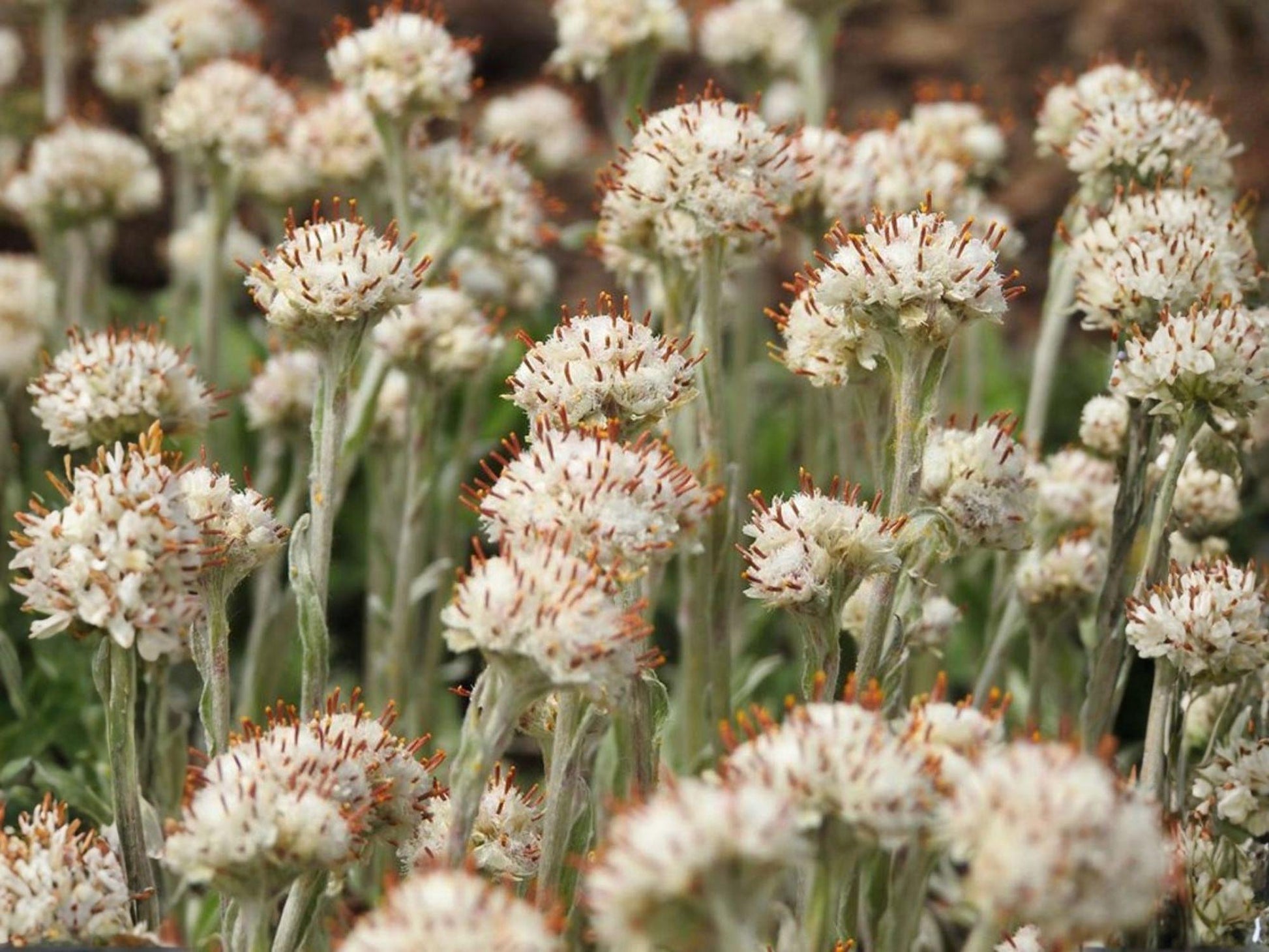 Antennaria neglecta Seeds | Prairie Pussytoes | Native Groundcover | Butterfly Host Plant | Perennial | 100 Seeds
