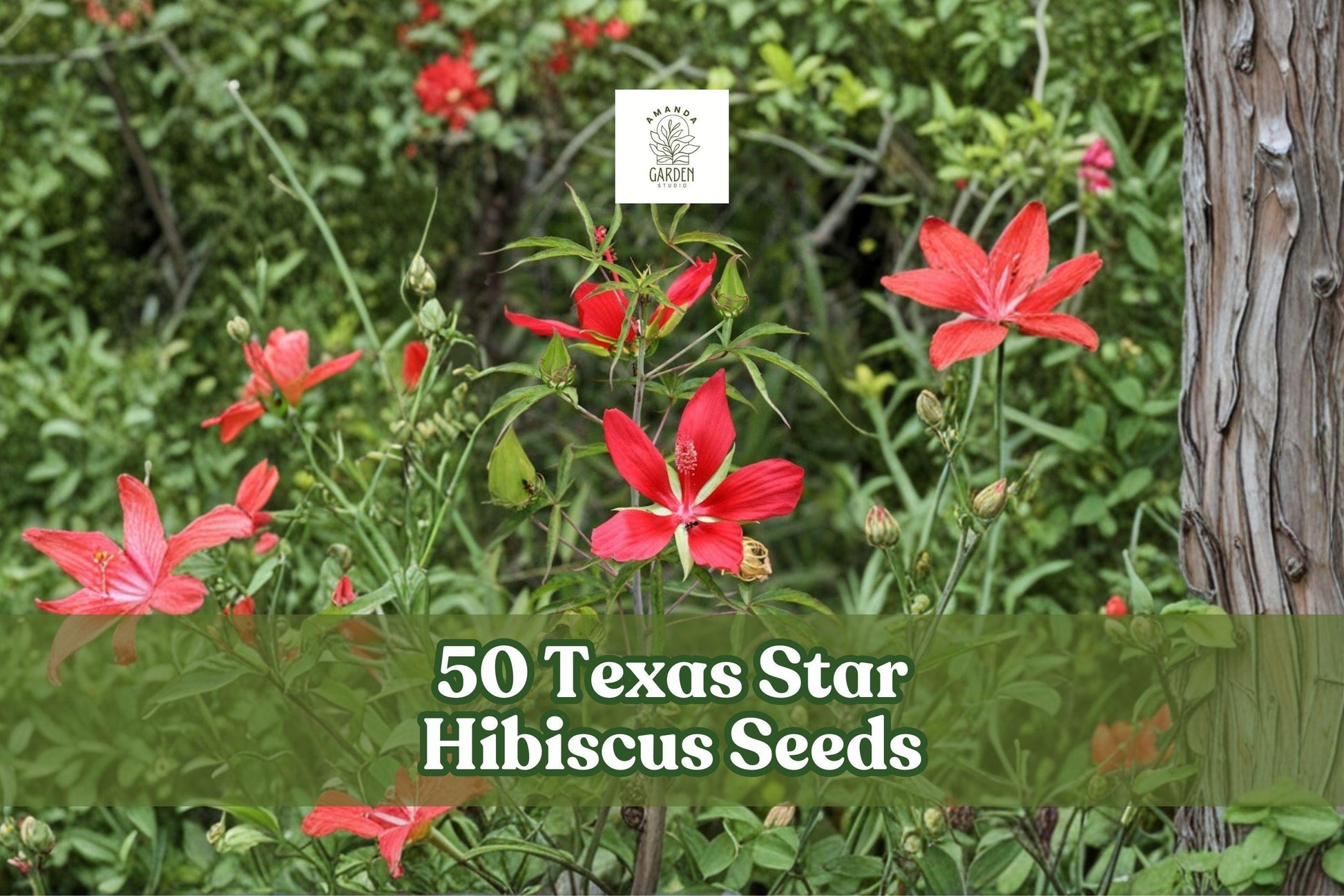 50 Texas Star Hibiscus Seeds – Ornamental Perennial with Red Star-Shaped Flowers Hibiscus coccineus for Garden Beds