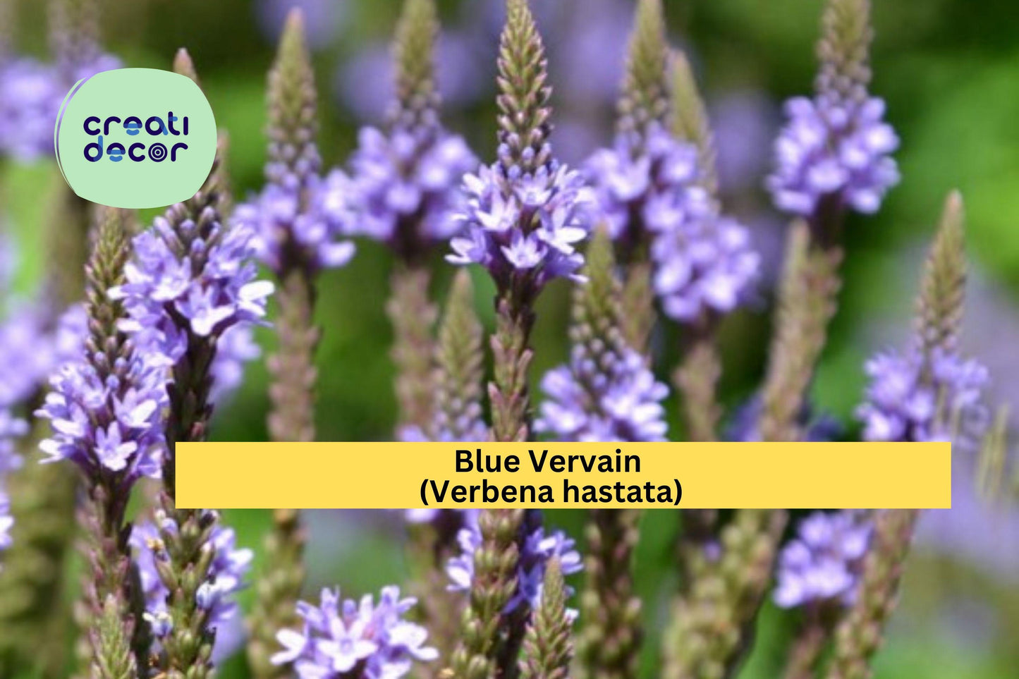 Blue Vervain Seeds – 100 Non-GMO Verbena hastata Native Wildflower for Pollinator Gardens, Wet Soil Tolerance
