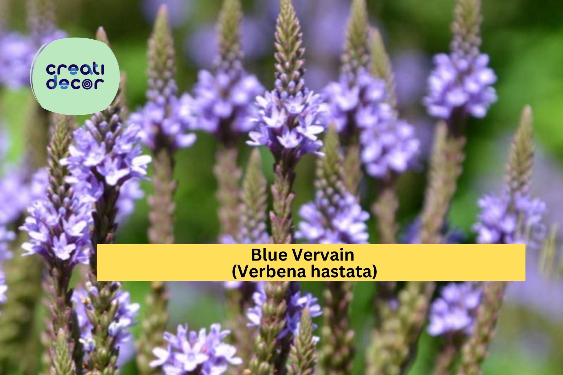 Blue Vervain Seeds – 100 Non-GMO Verbena hastata Native Wildflower for Pollinator Gardens, Wet Soil Tolerance