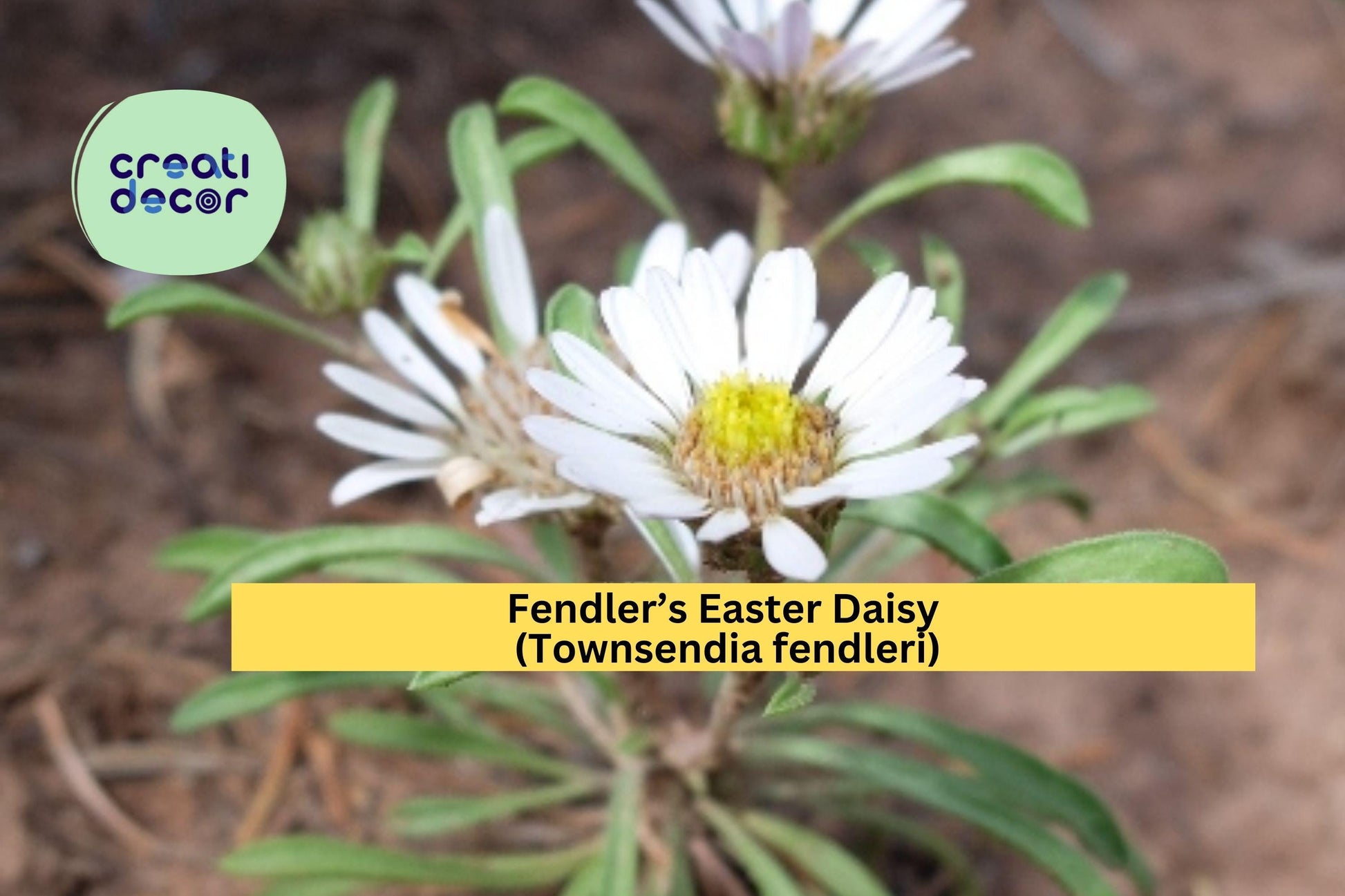 Fendler’s Easter Daisy Seeds – 100 Native Townsendia fendleri Perennial, Drought-Tolerant, Rock Garden, Alpine, Xeriscape, Pollinator-Friendly