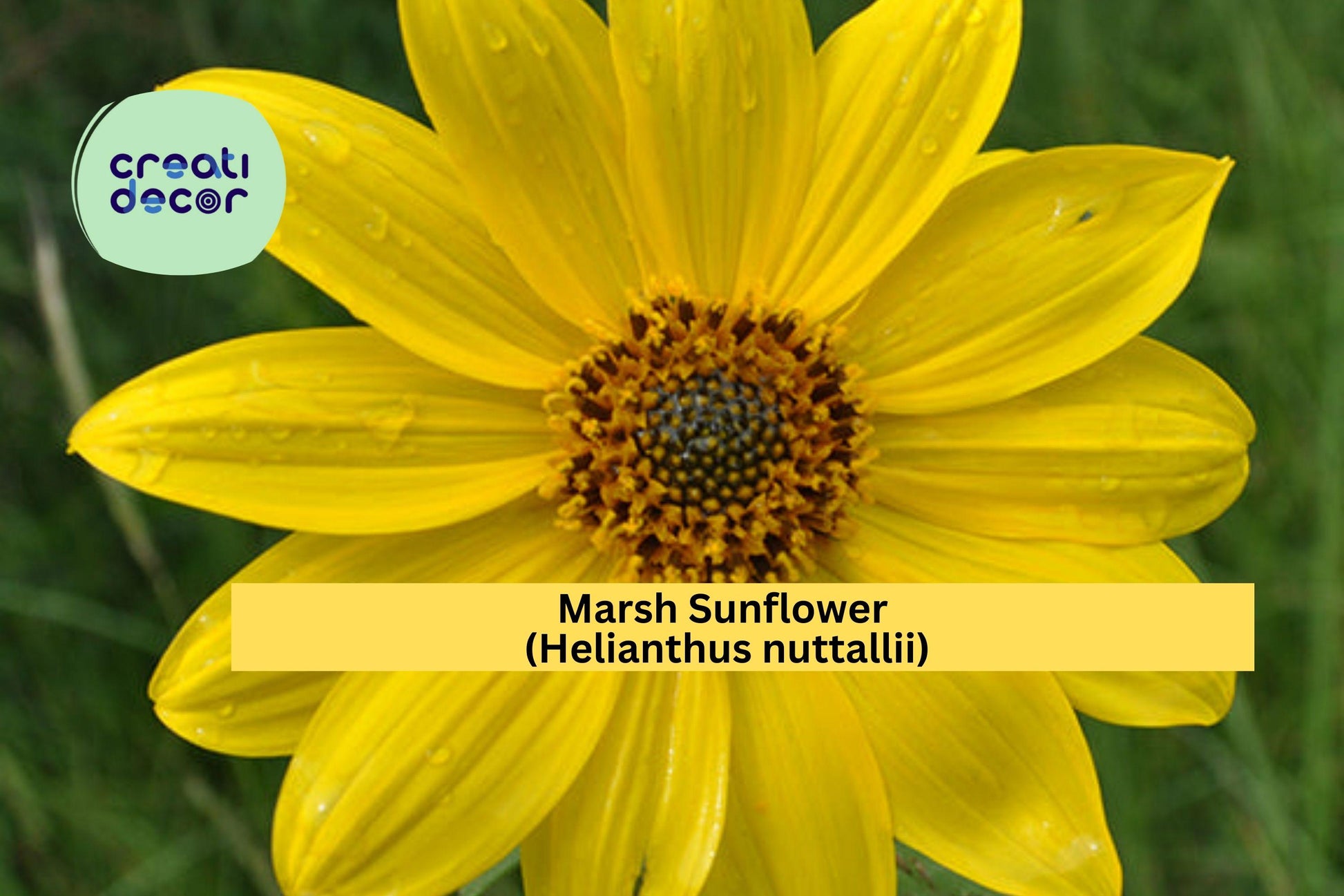 Marsh Sunflower Seeds, Helianthus nuttallii, Native Wildflower, Tall Yellow Blooms, Wet Soil, Pollinator Friendly, 40 Seeds
